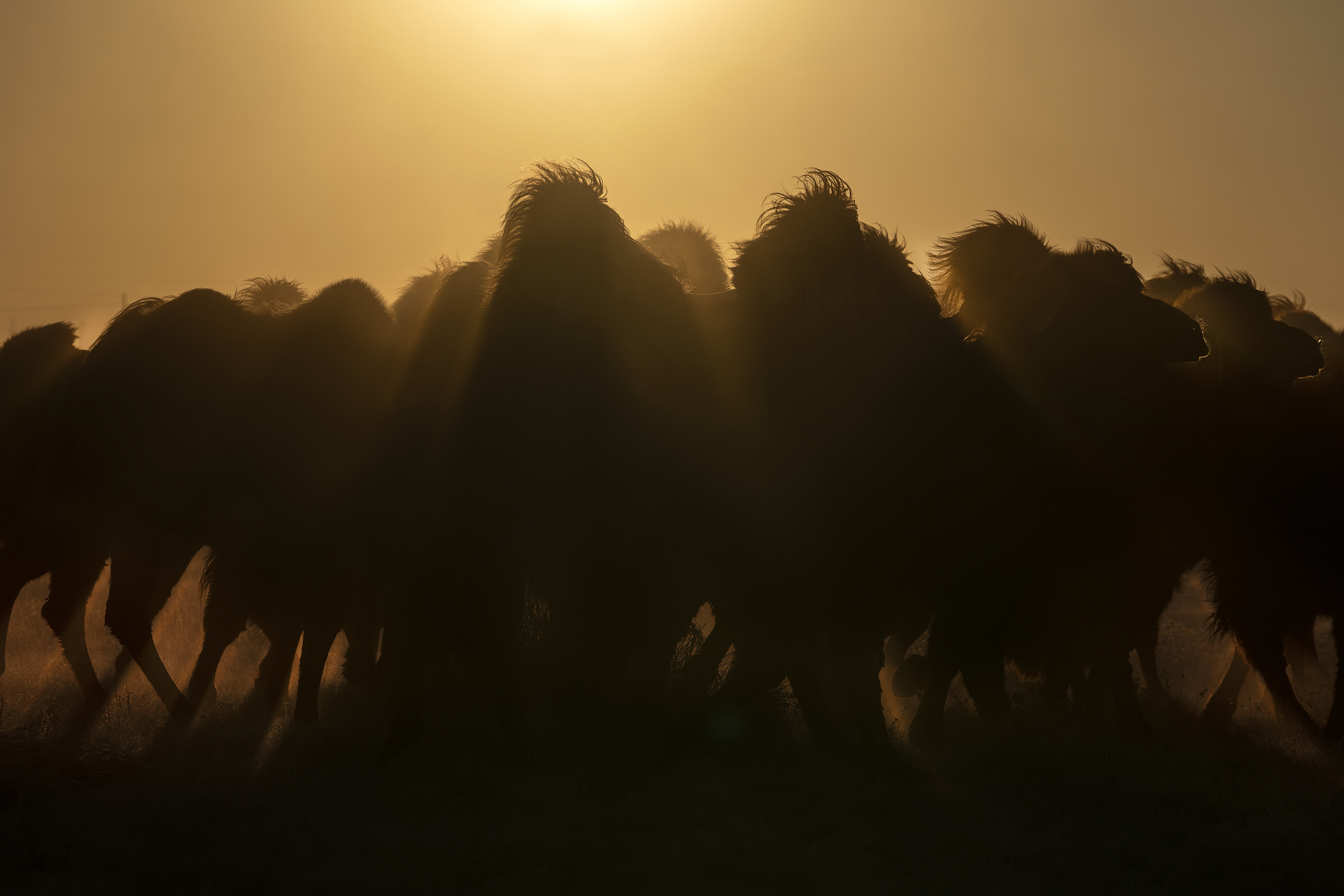Mongolian camel winter festival, ganzorig miimaa