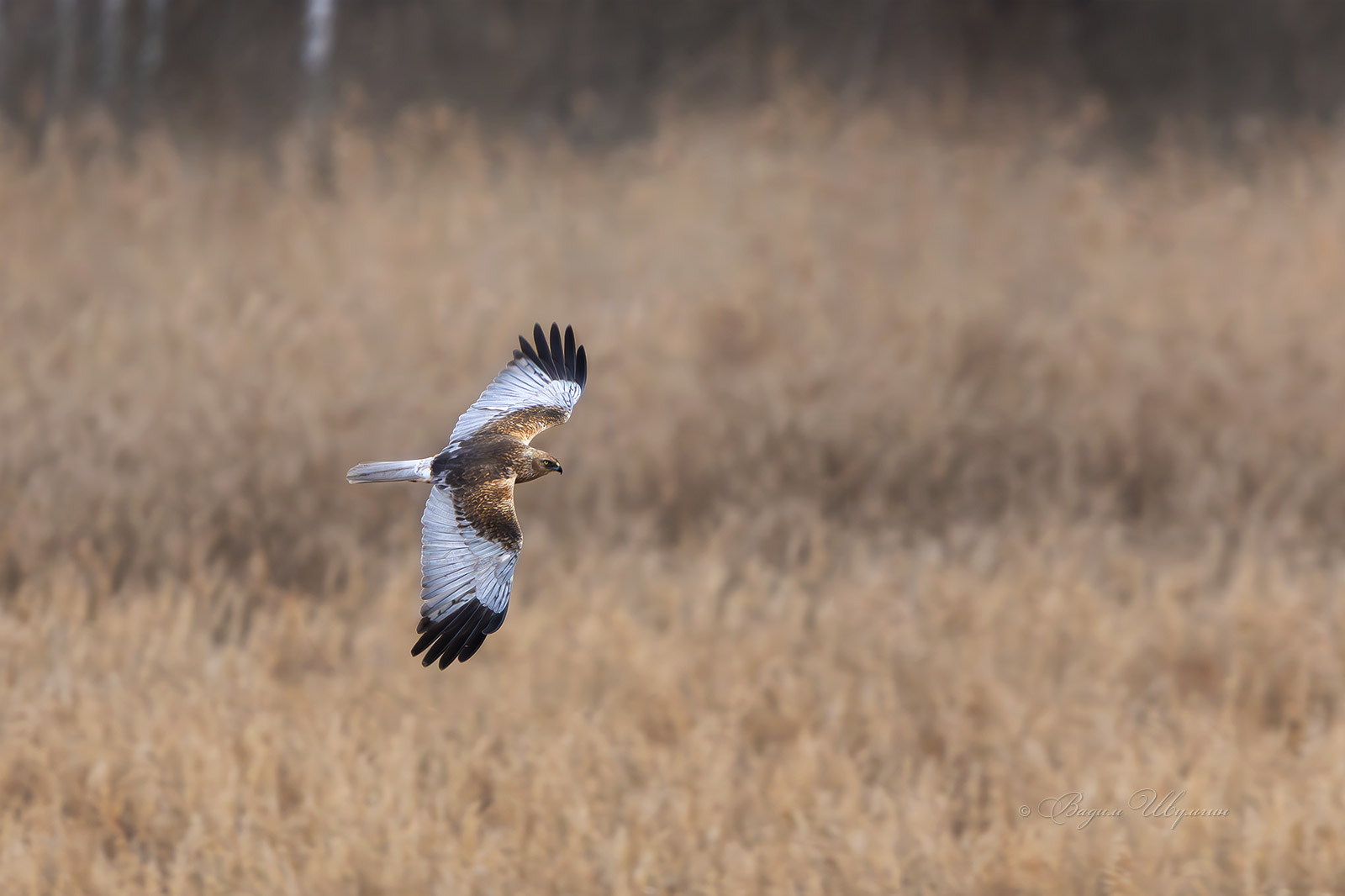 болотный лунь, Шульгин Вадим