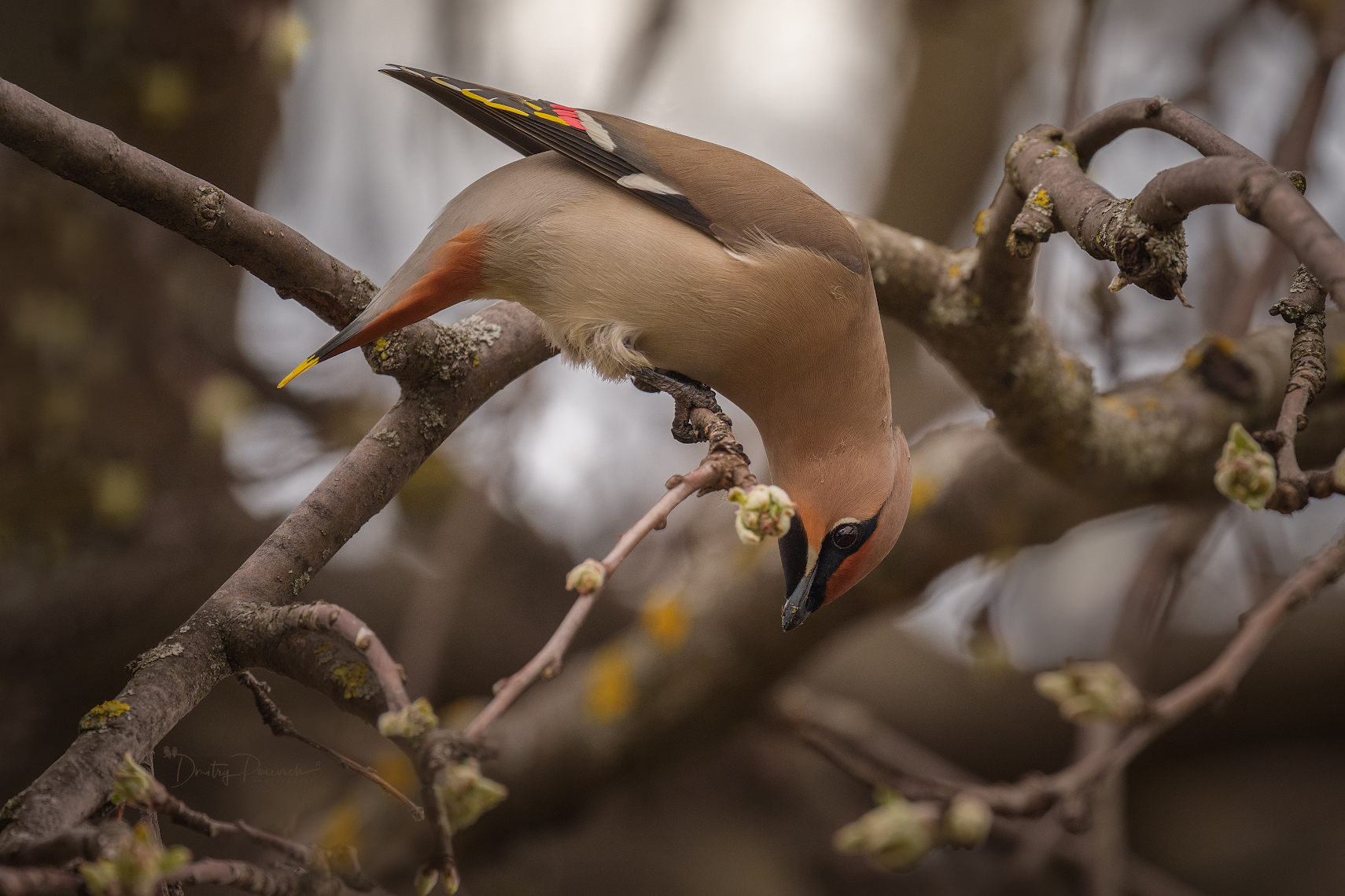 природа, лес, поля, огороды, животные, птицы, макро, Дмитрий Посевич
