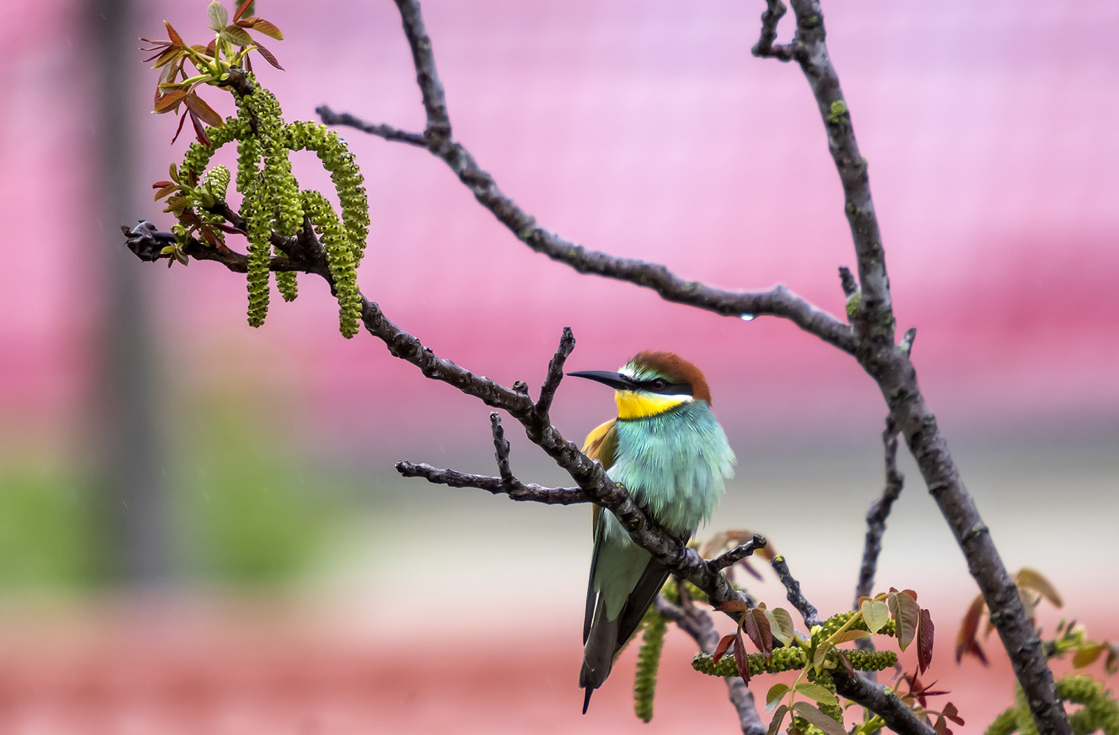 , Александр Земляной