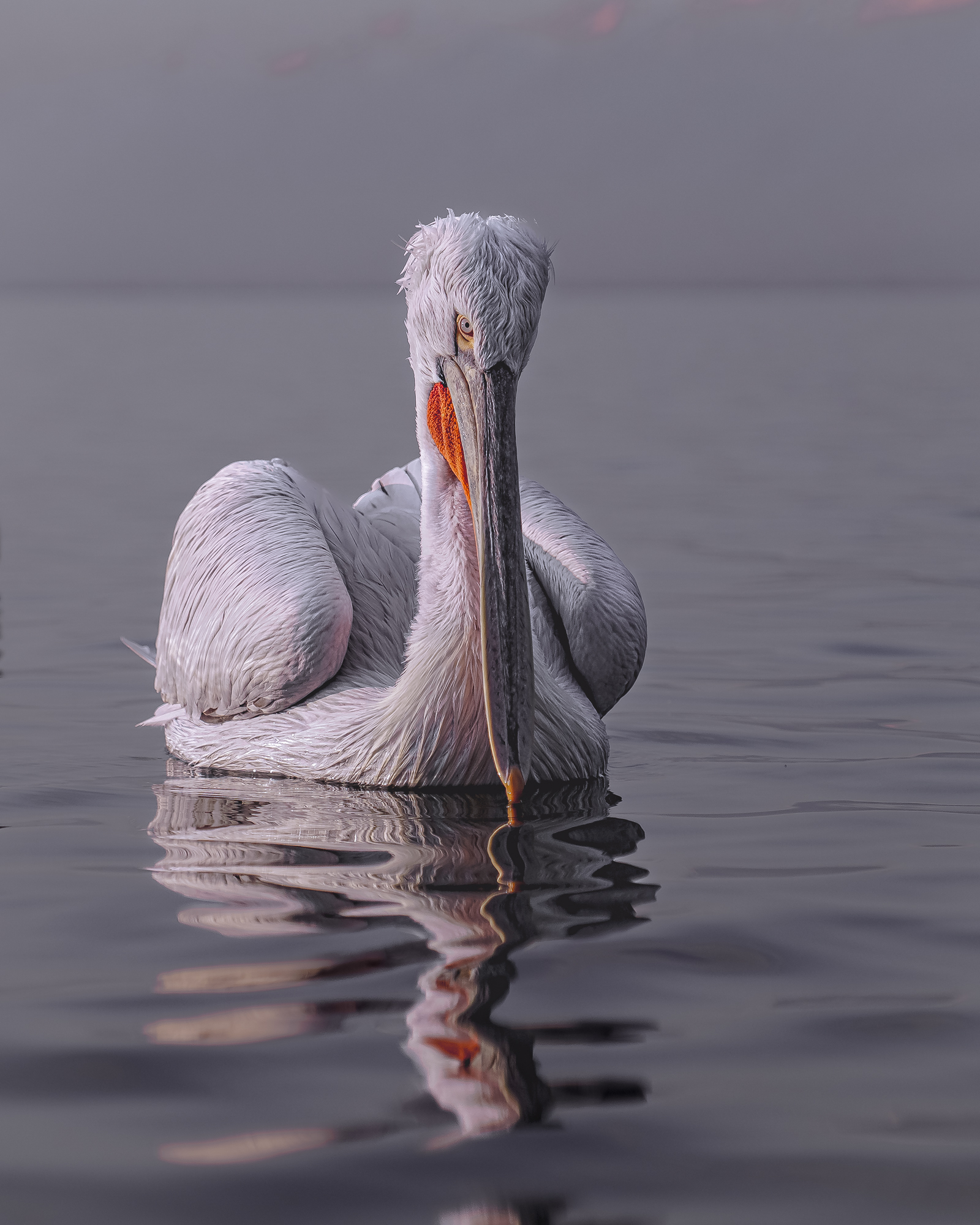 далматинский, кудрявый, пеликан, птицы, dalmatian, pelican, birds, Оксана Дорн