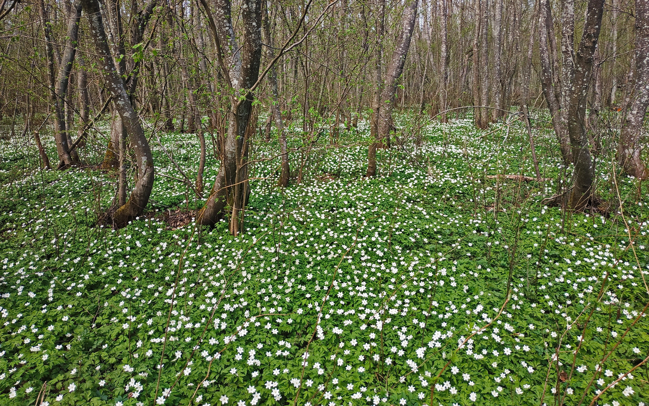 весна, подснежники, белые, улла, беларусь, Виктор Гурков