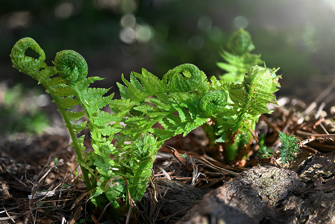 , Калёв Сергей