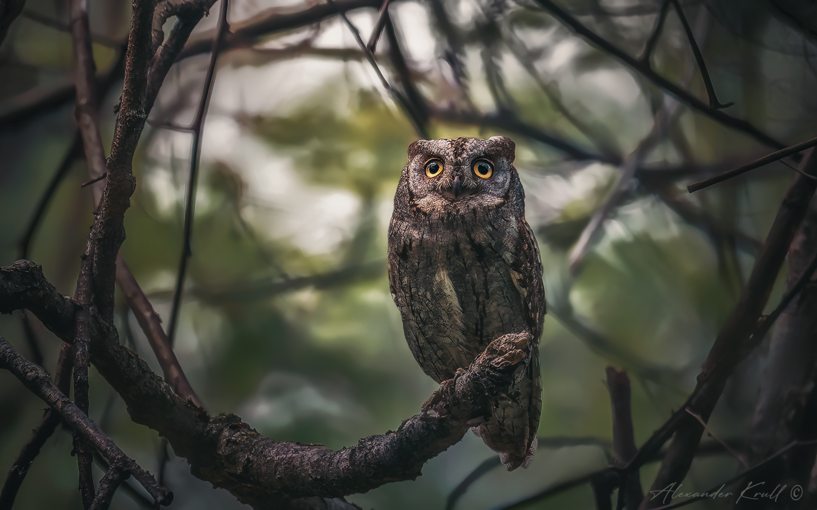 сплюшка, сова, otus scops, Круль Александр