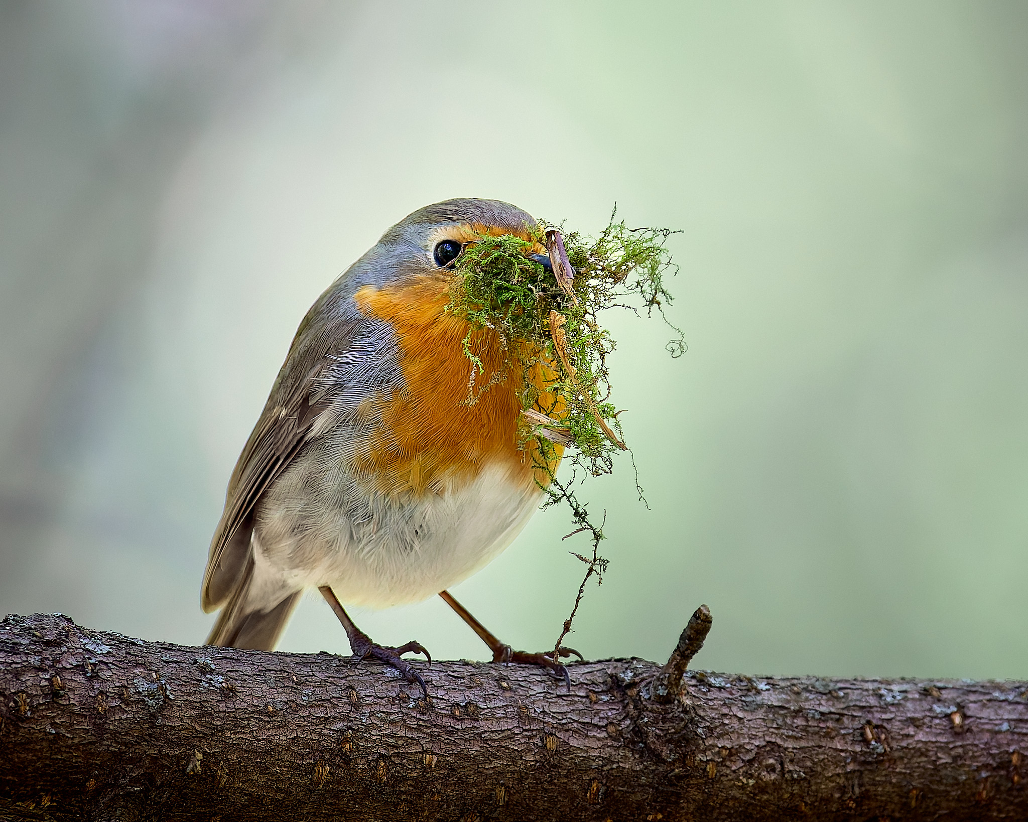 зарянка птичка, Mikhail Khmelevskiy