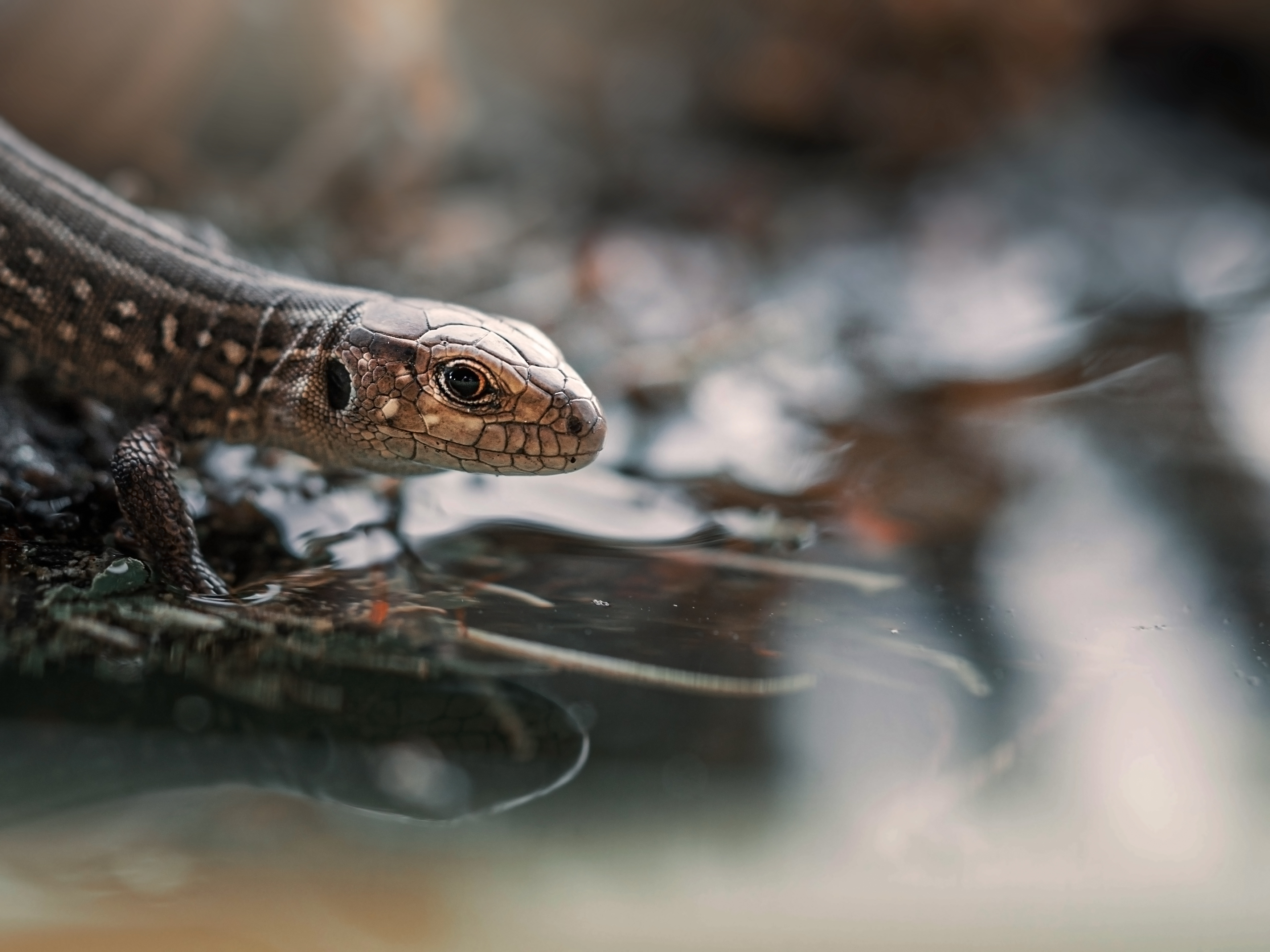 , Лапшина Владлена