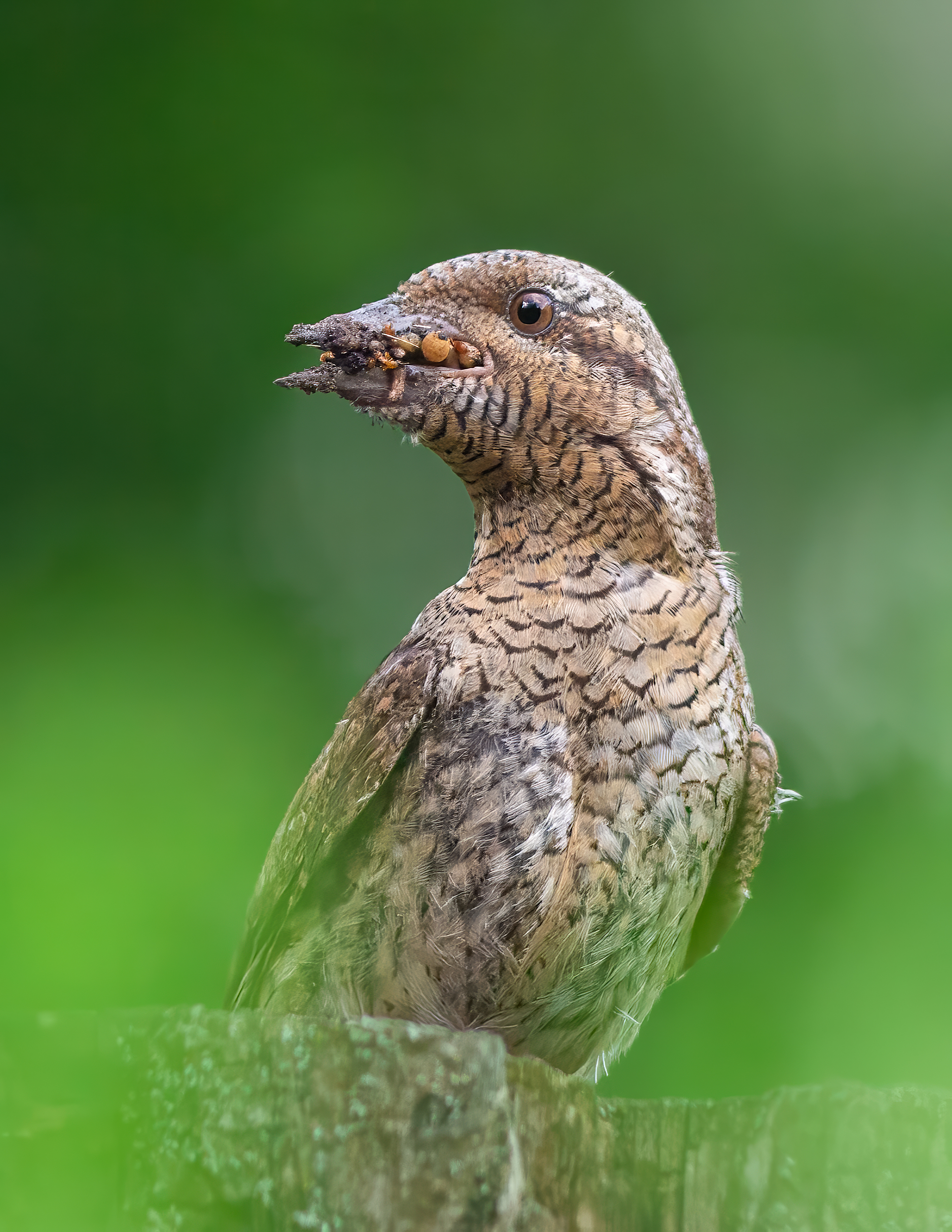 птицы, вертишейка, животные, природа, дикая природа, nature, wildlife, canon, Пронин Денис