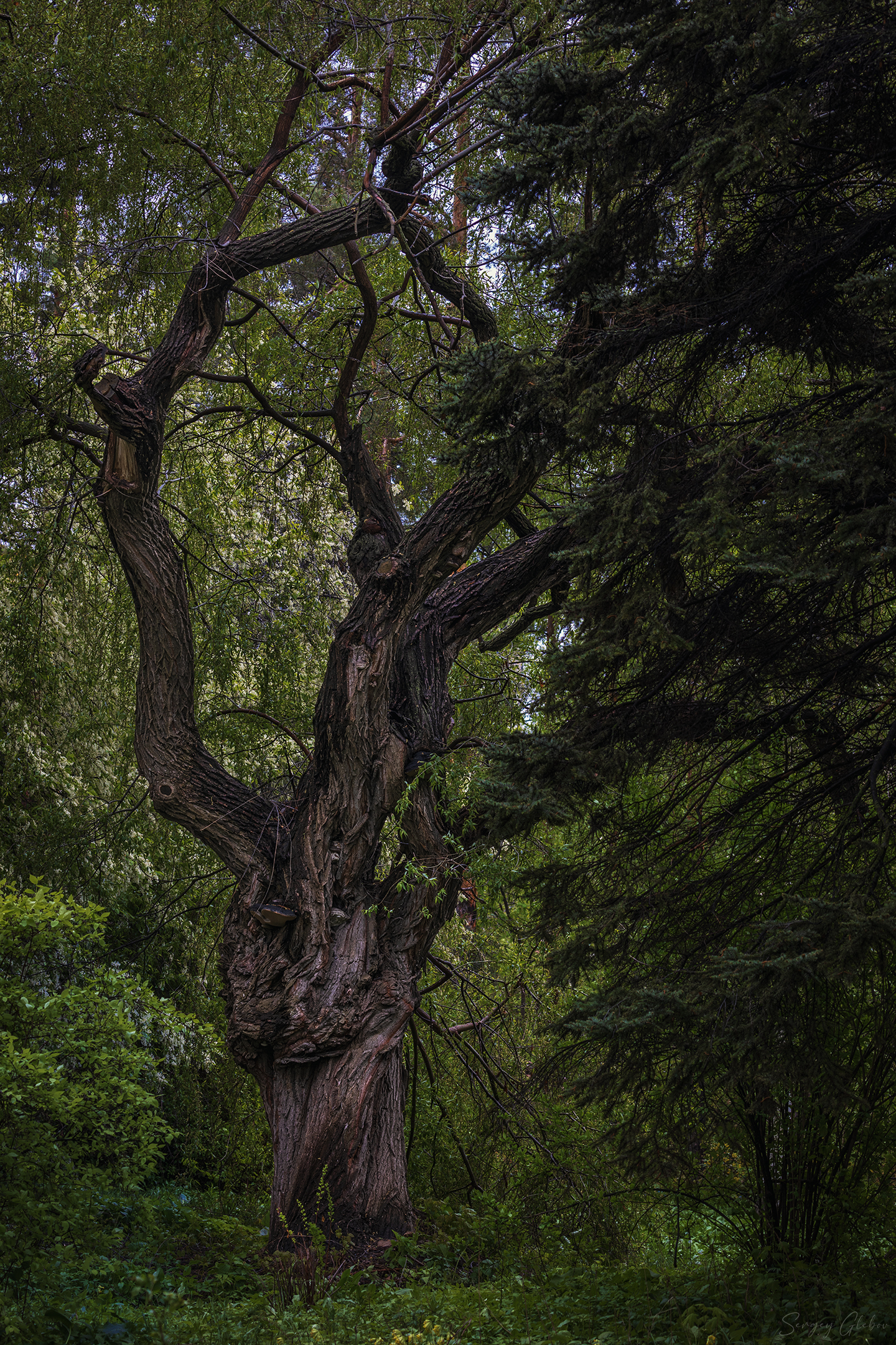 , Глебов Сергей