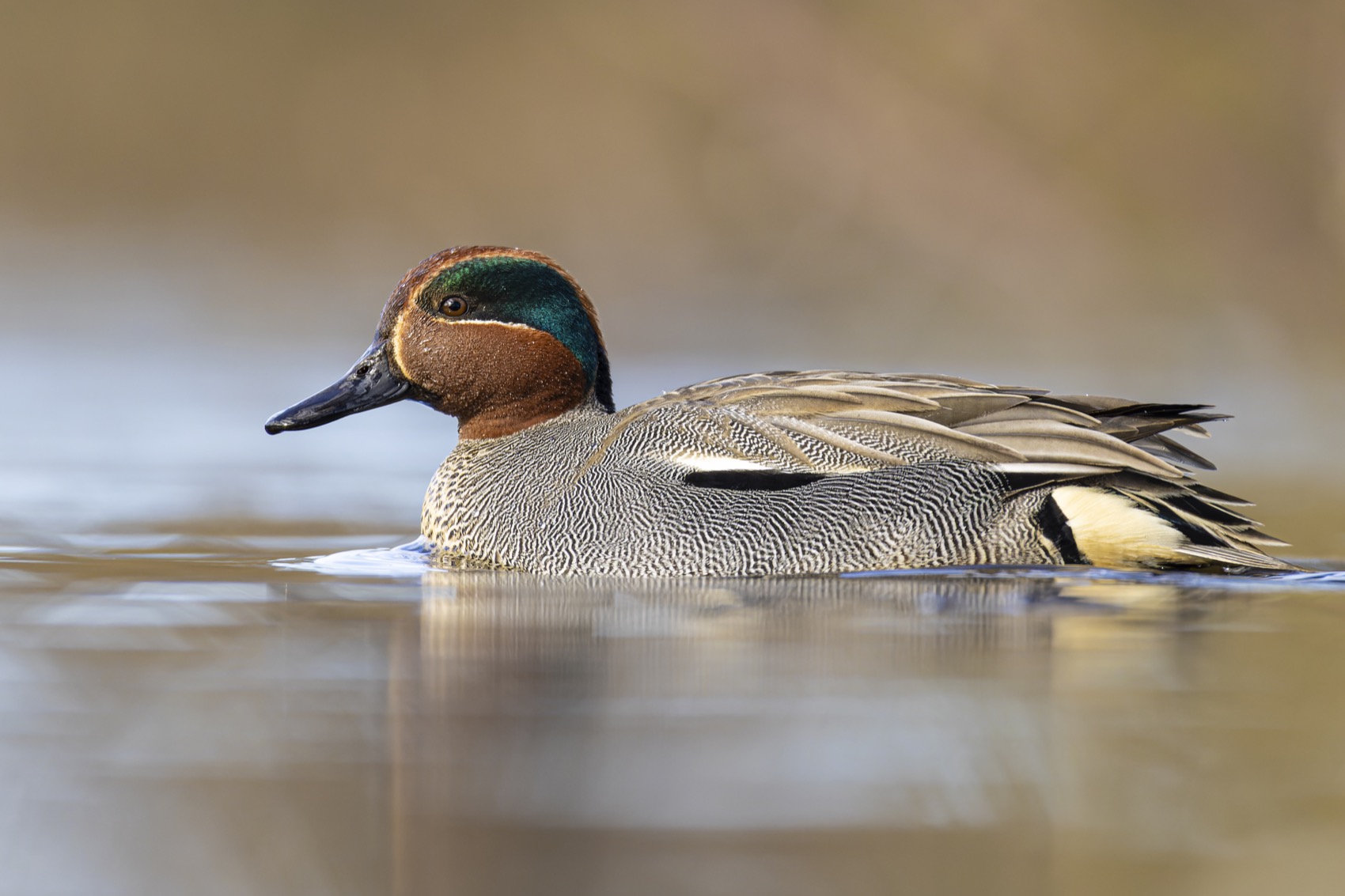 чирок-свистунок, чирок свистунок, чирок, свистунок, птицы, утка, Руслан Pl