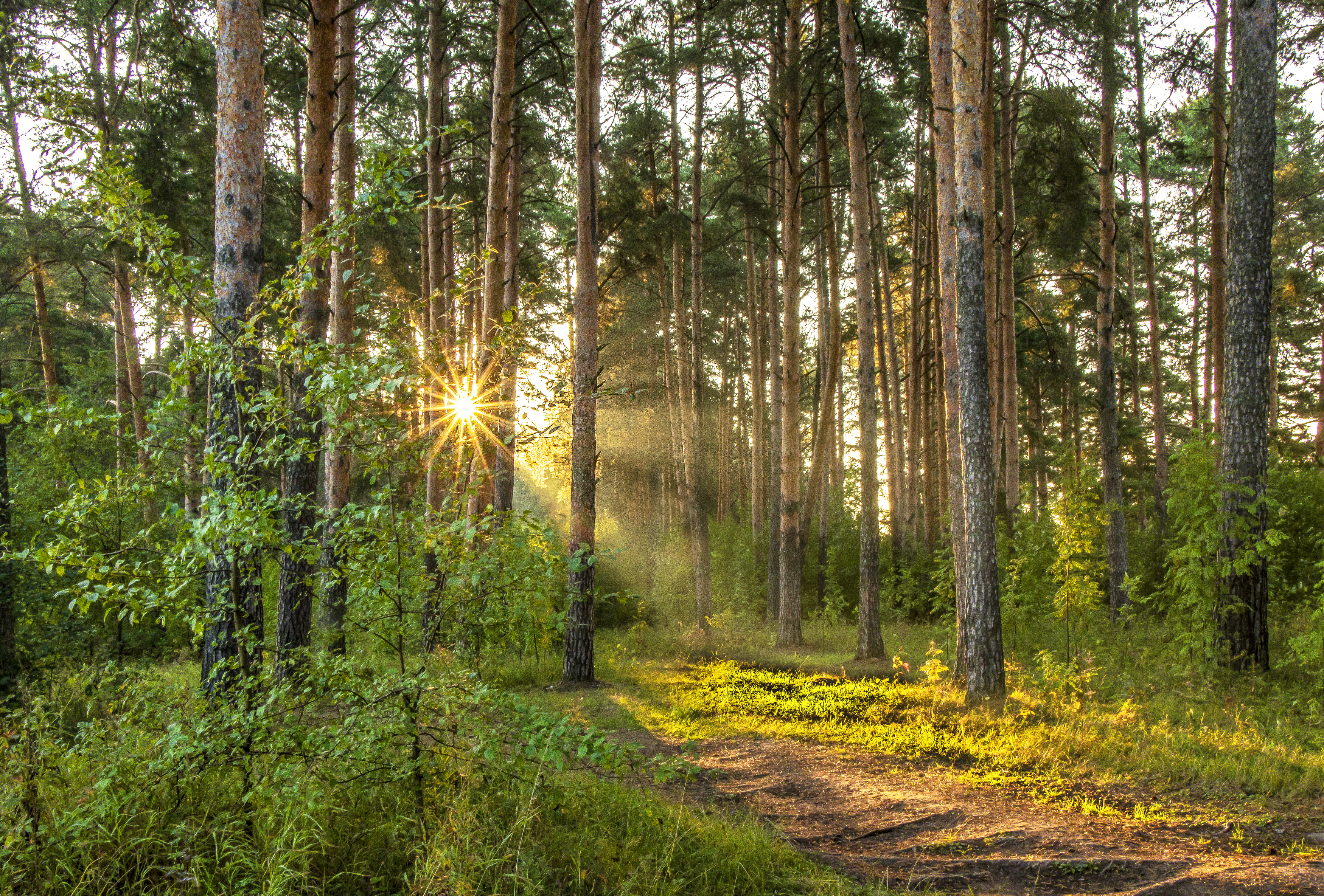 Утро, рассвет, лес, галина новинская