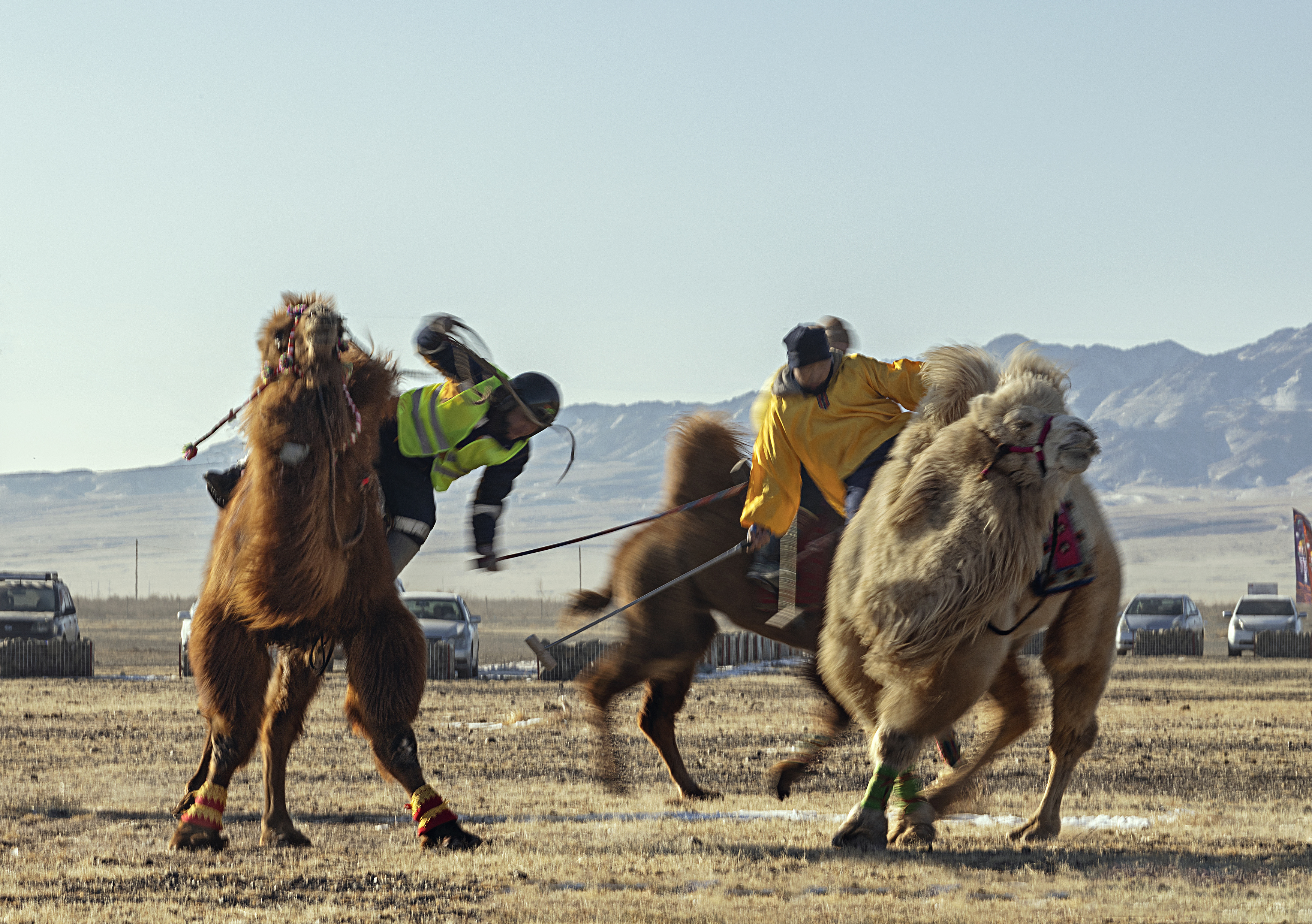 Mongolian camel winter festival, ganzorig miimaa