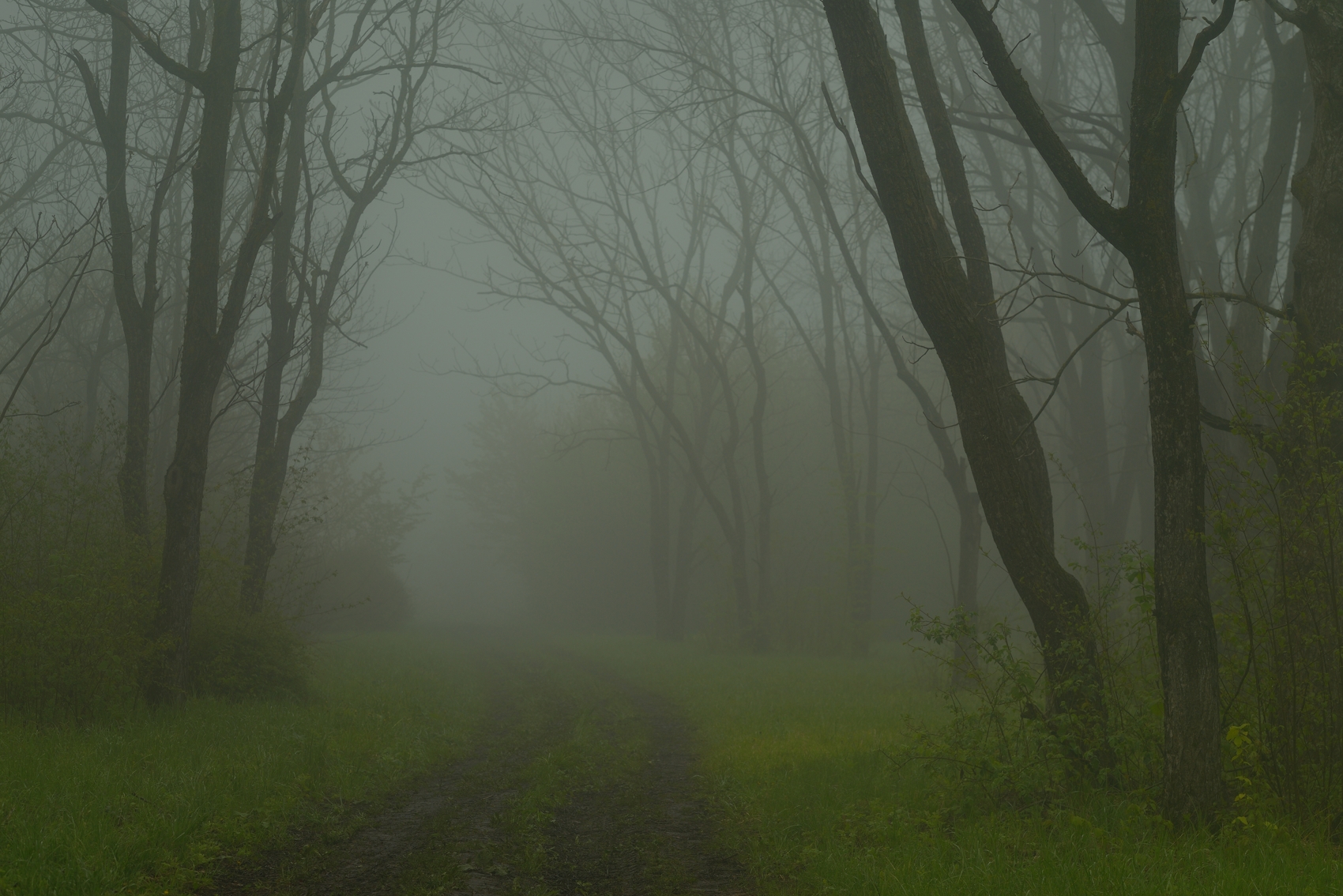 весна туман лес утро, Александр Жарников