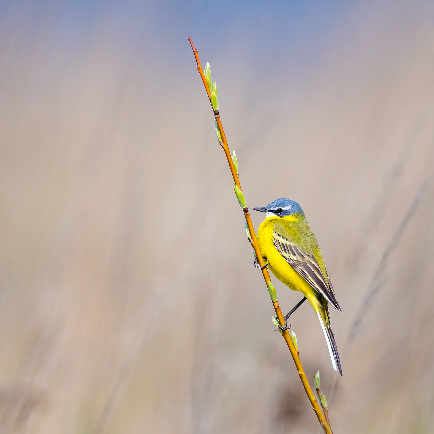 , Абросимов Александр