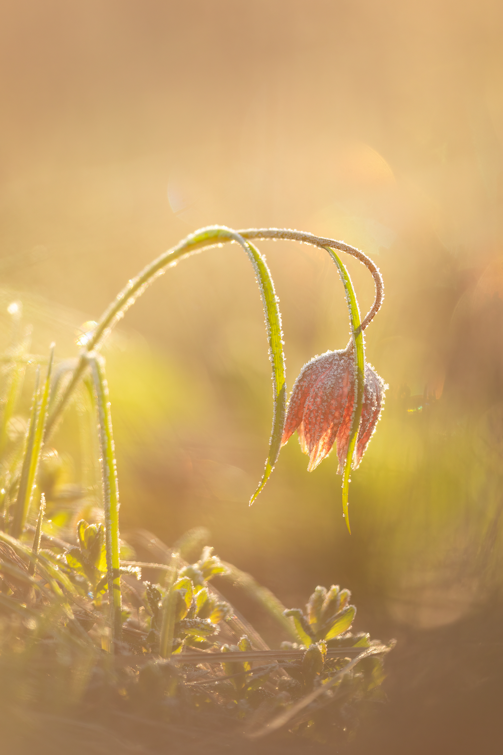 макро, цветы, арт, природа, дикая природа, весна, рассвет, nature, wildlife, canon, Пронин Денис