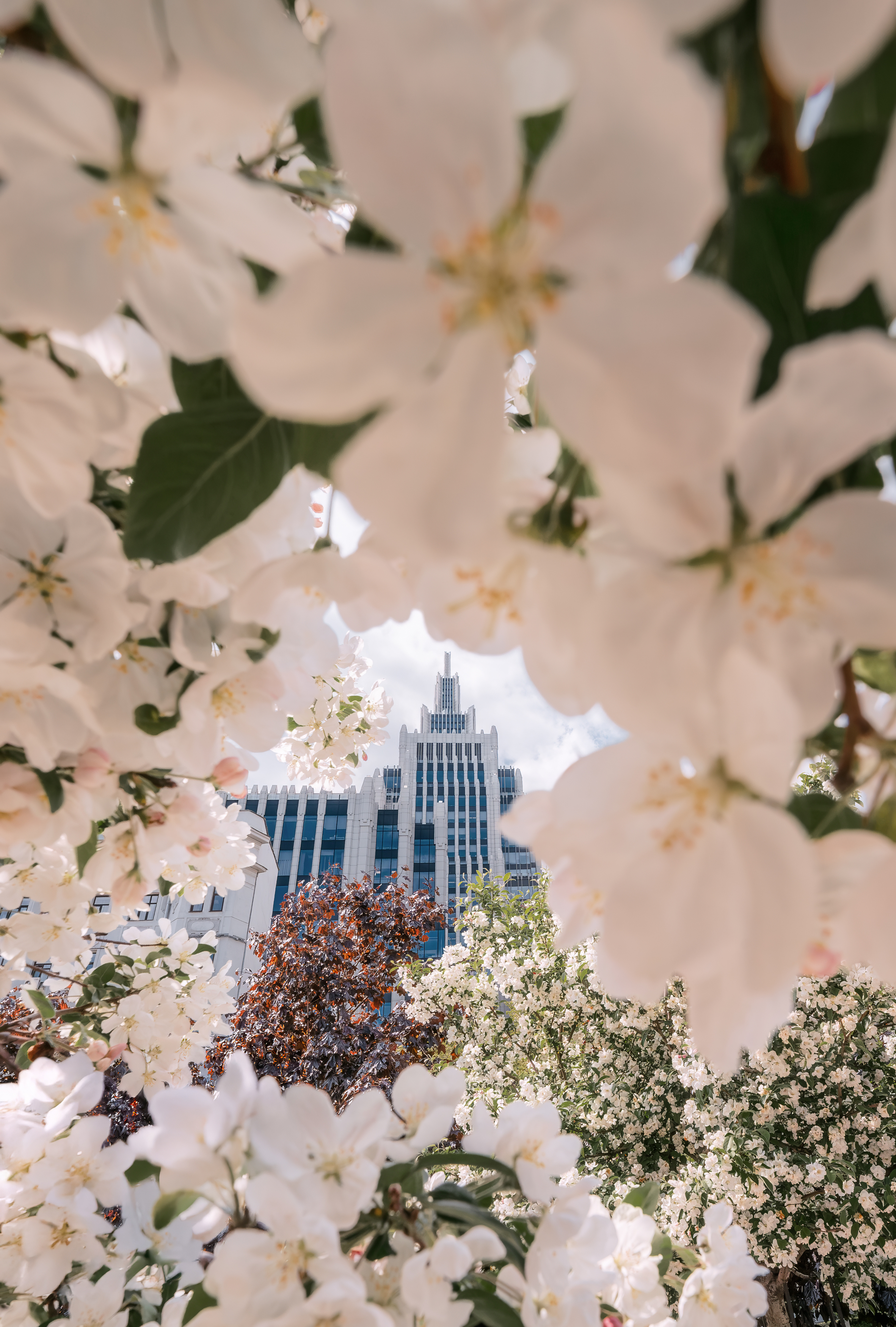 москва, бц оружейный, городской пейзаж, яблони, moscow, spring, Мазурева Анастасия
