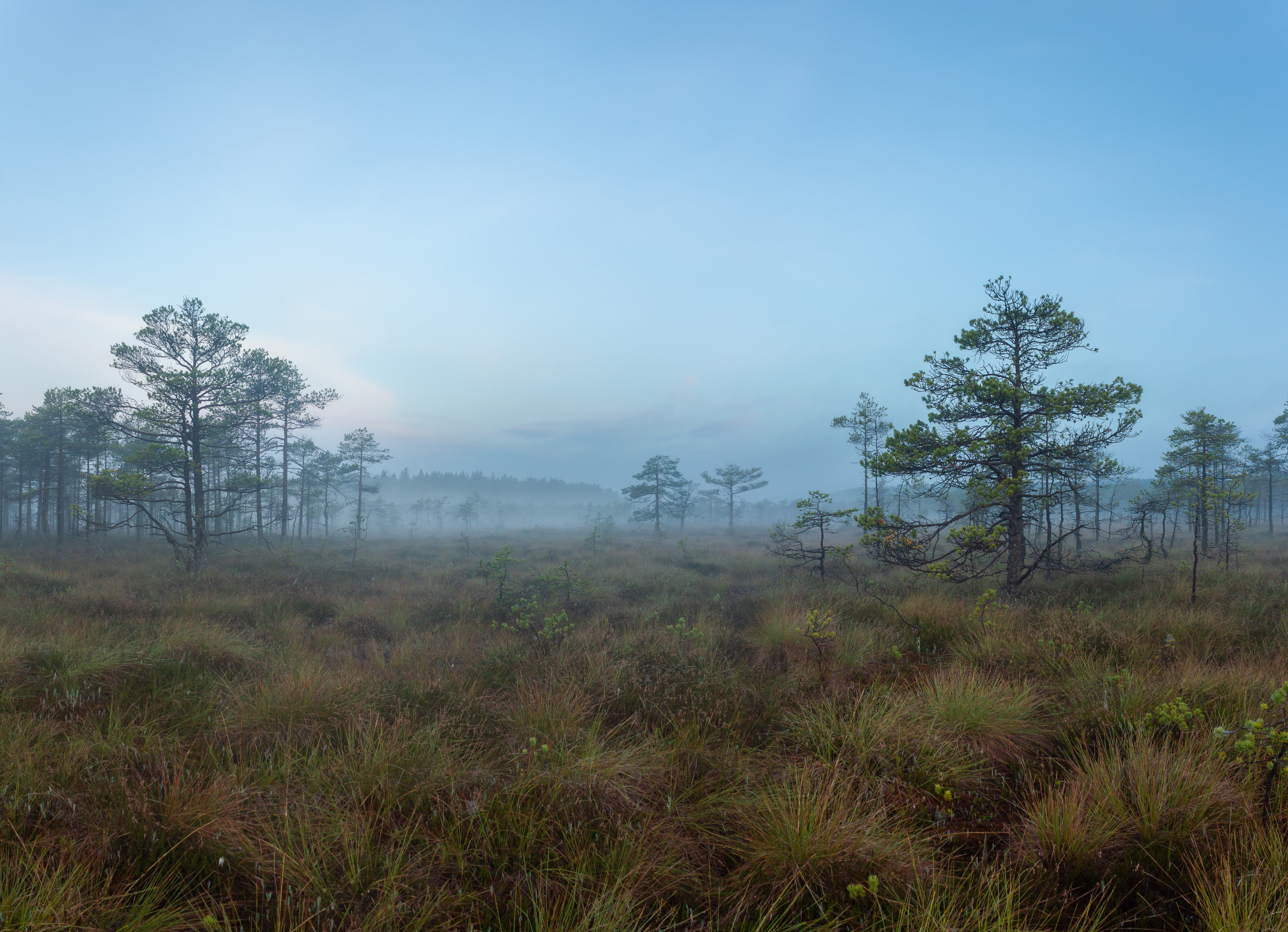 , Комарова Вера