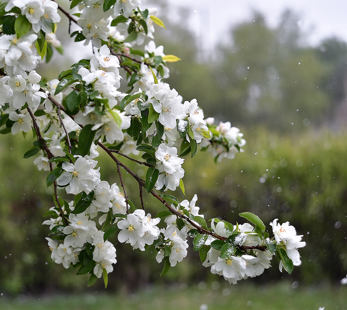 , Раевская Елена