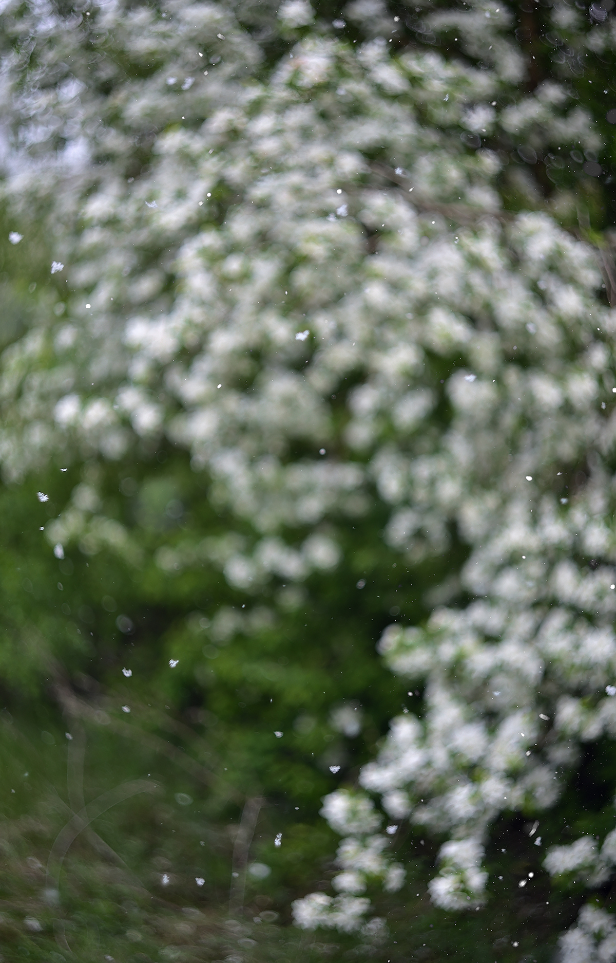 , Раевская Елена