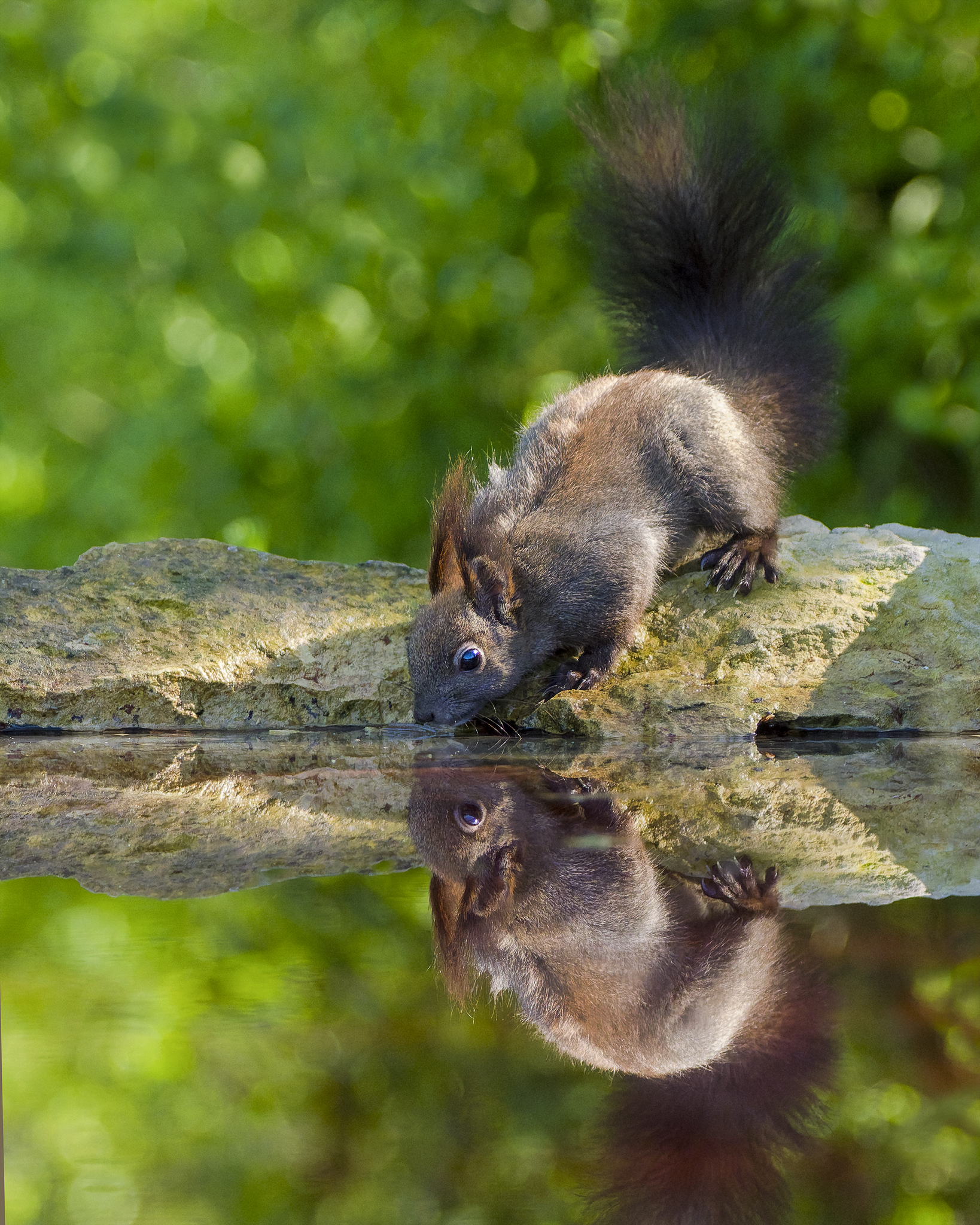 , Евгени Стефанов
