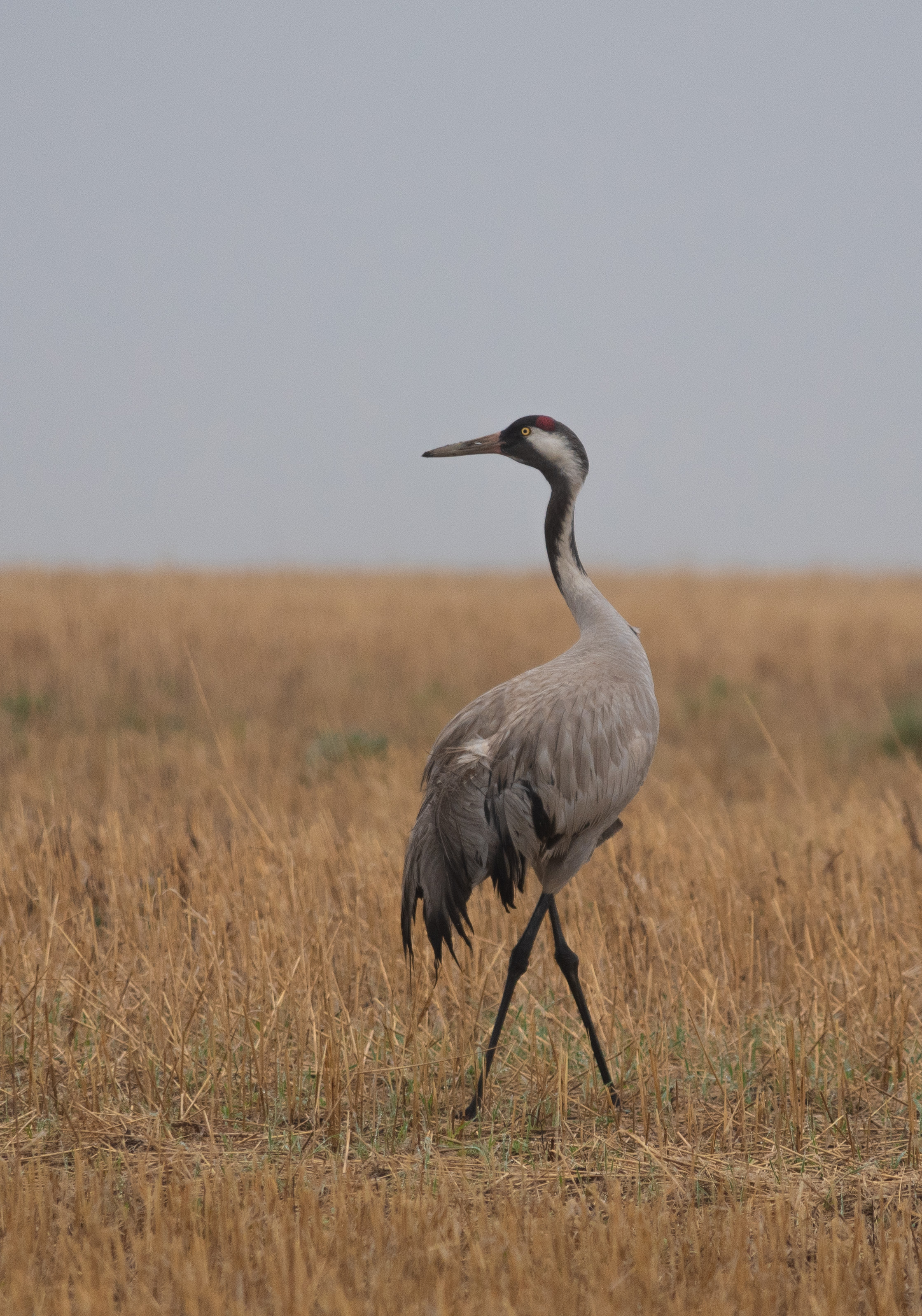 , Красников Андрей