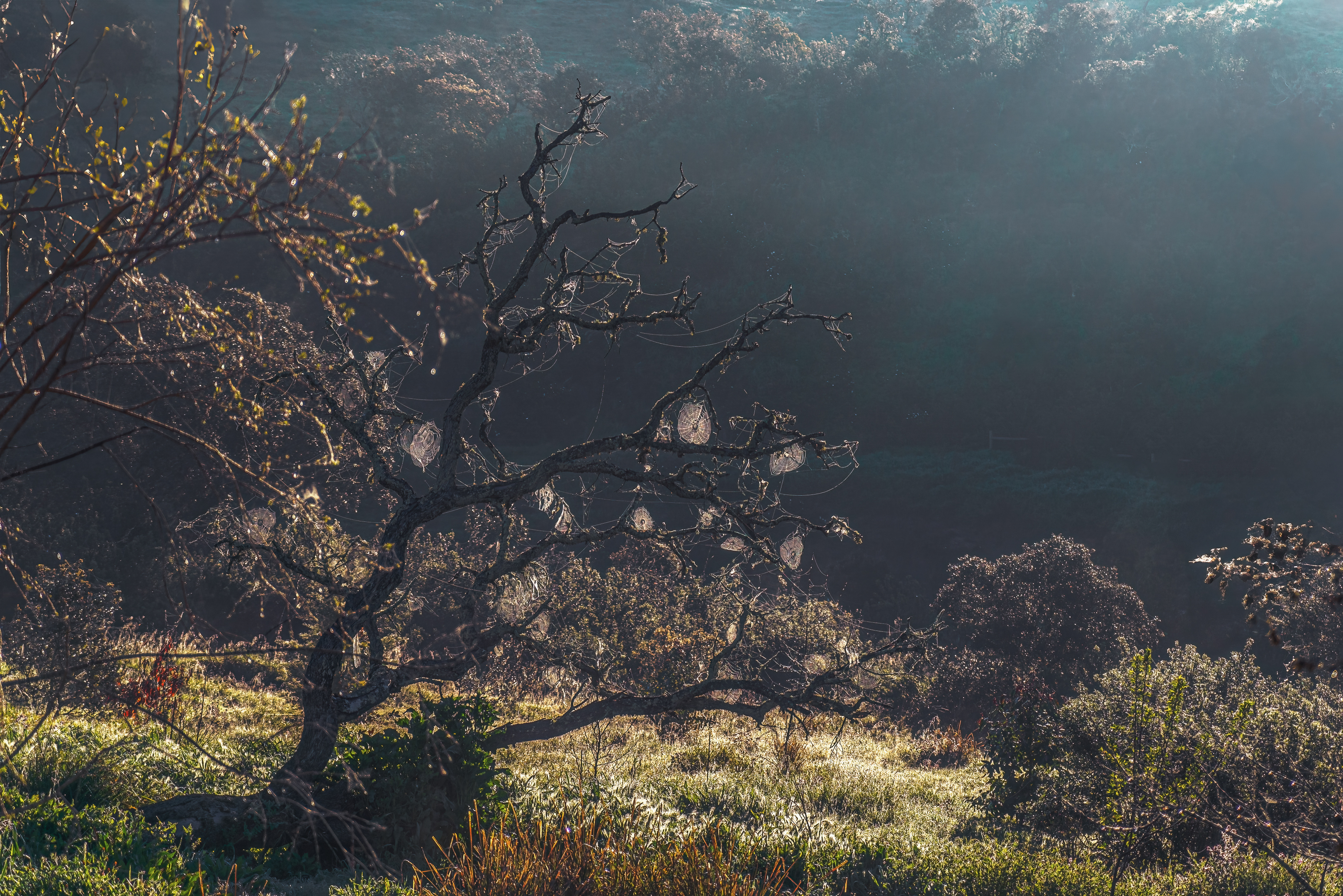 , Шварцман Евгений