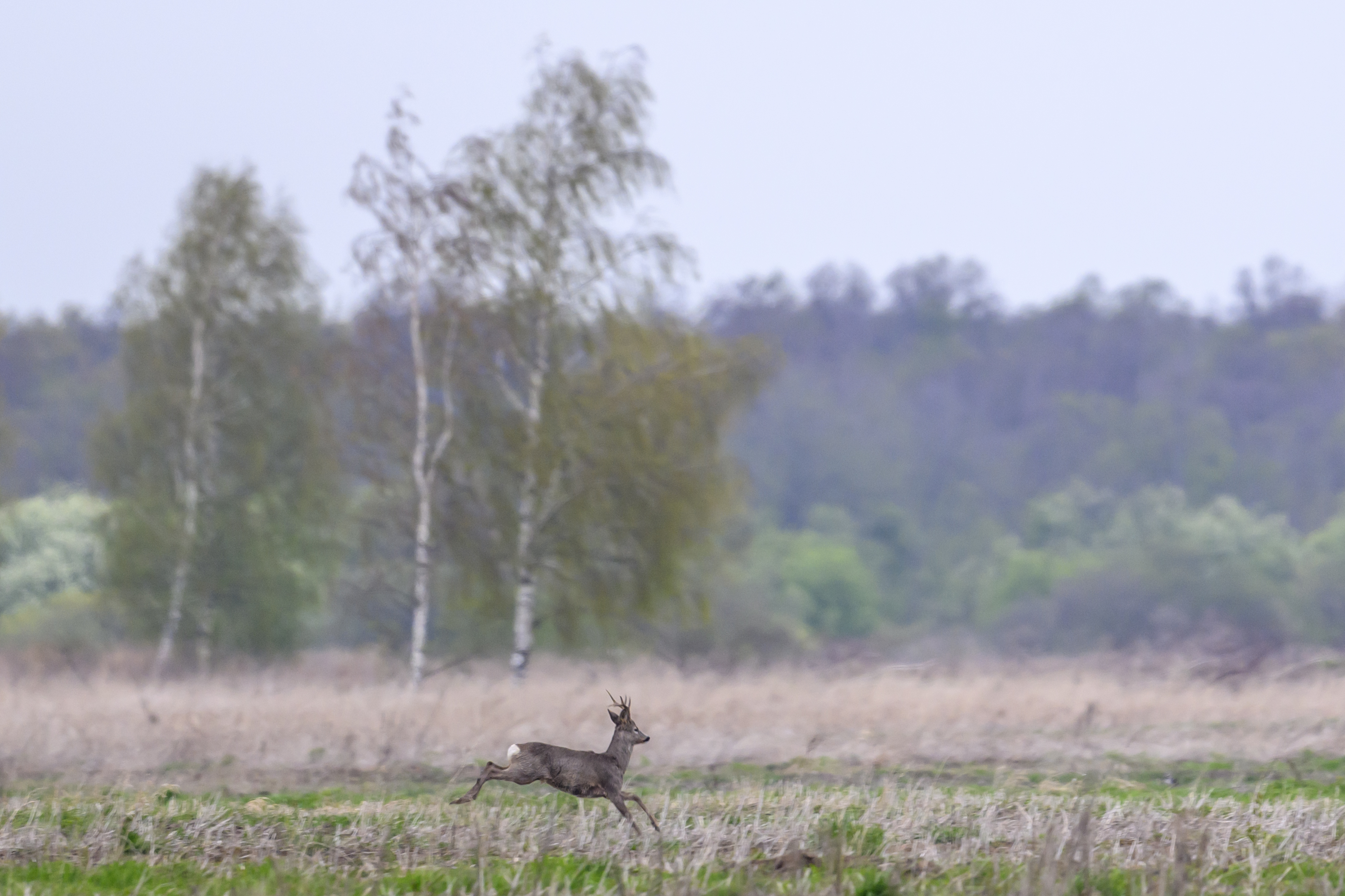 , Пупонин Сергей