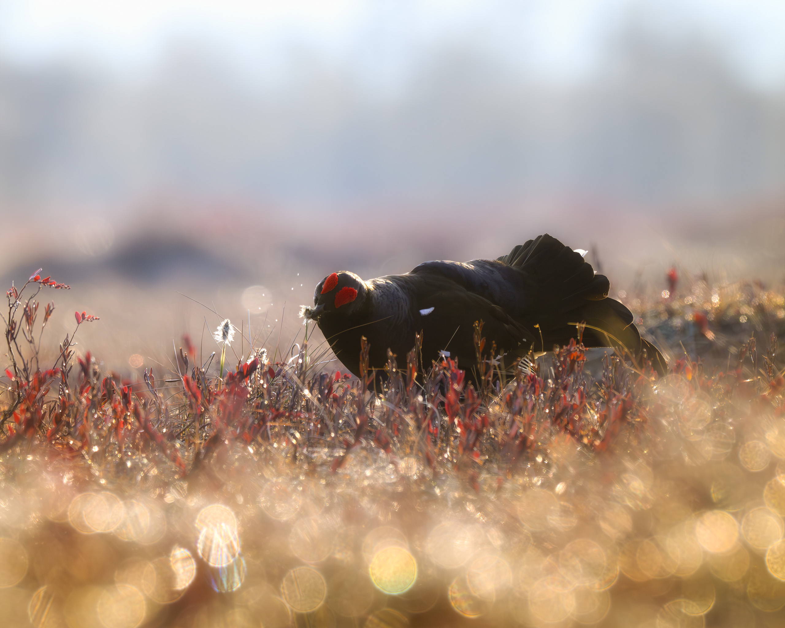 тетерев, ток, токование, птицы, фотоптиц, природа, весна, болото, лес, бердинг, бердвотчинг, фотоохота, birding, black grouse, countership display, birdwatching, wildlife, Михаил Ездаков