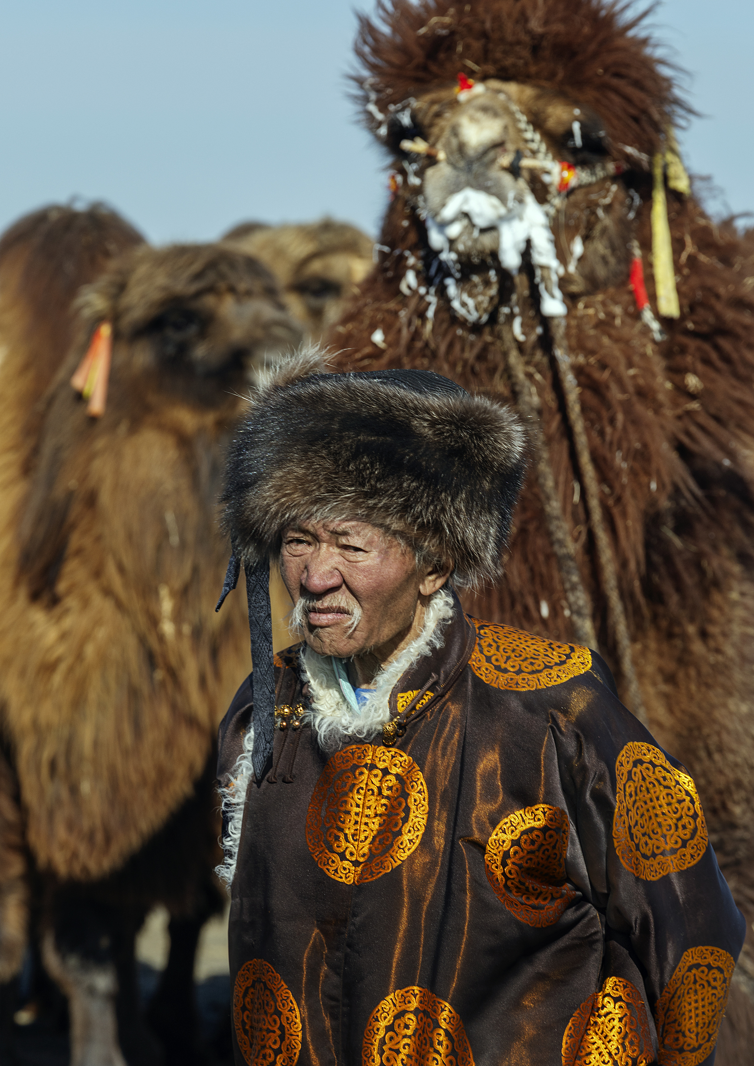 Mongolian camel winter festival, ganzorig miimaa
