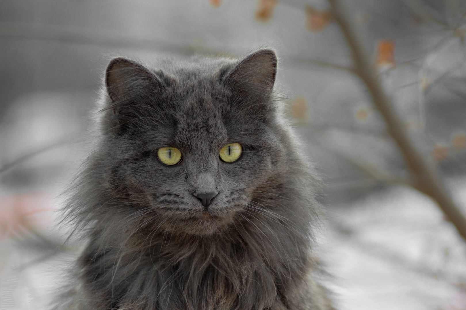 дворовый кот, Александр Канцур