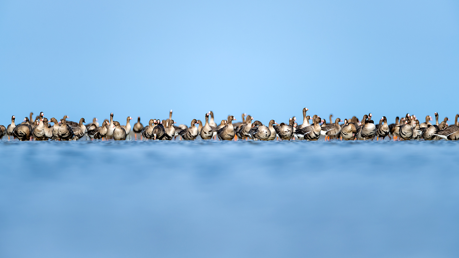 , Абросимов Александр