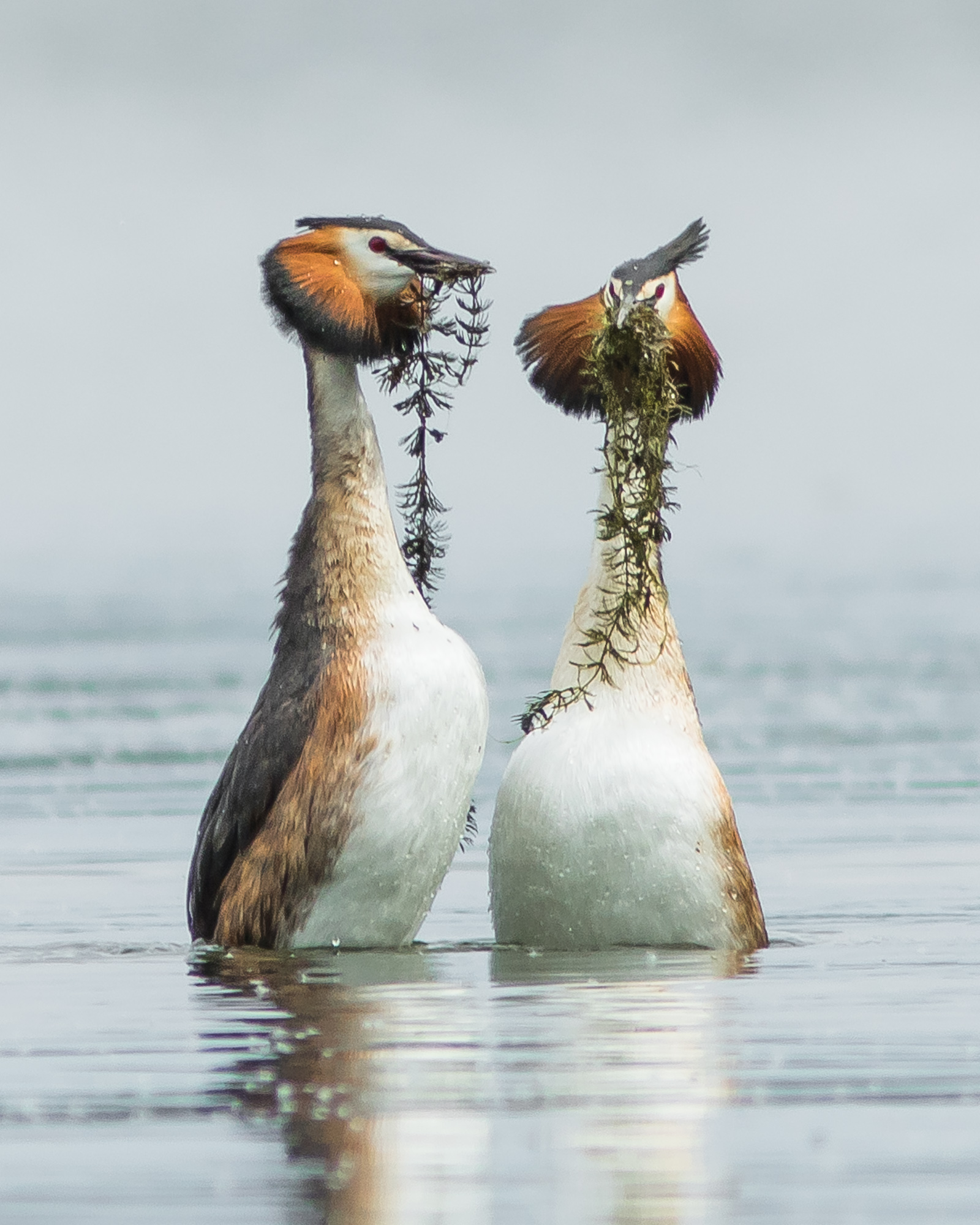 чомги, чомга, Суслов Дмитрий