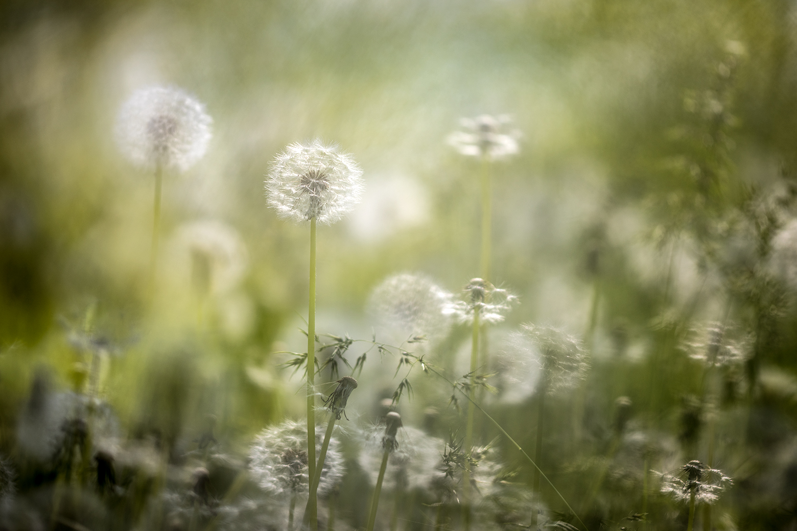 , Илья Михеев