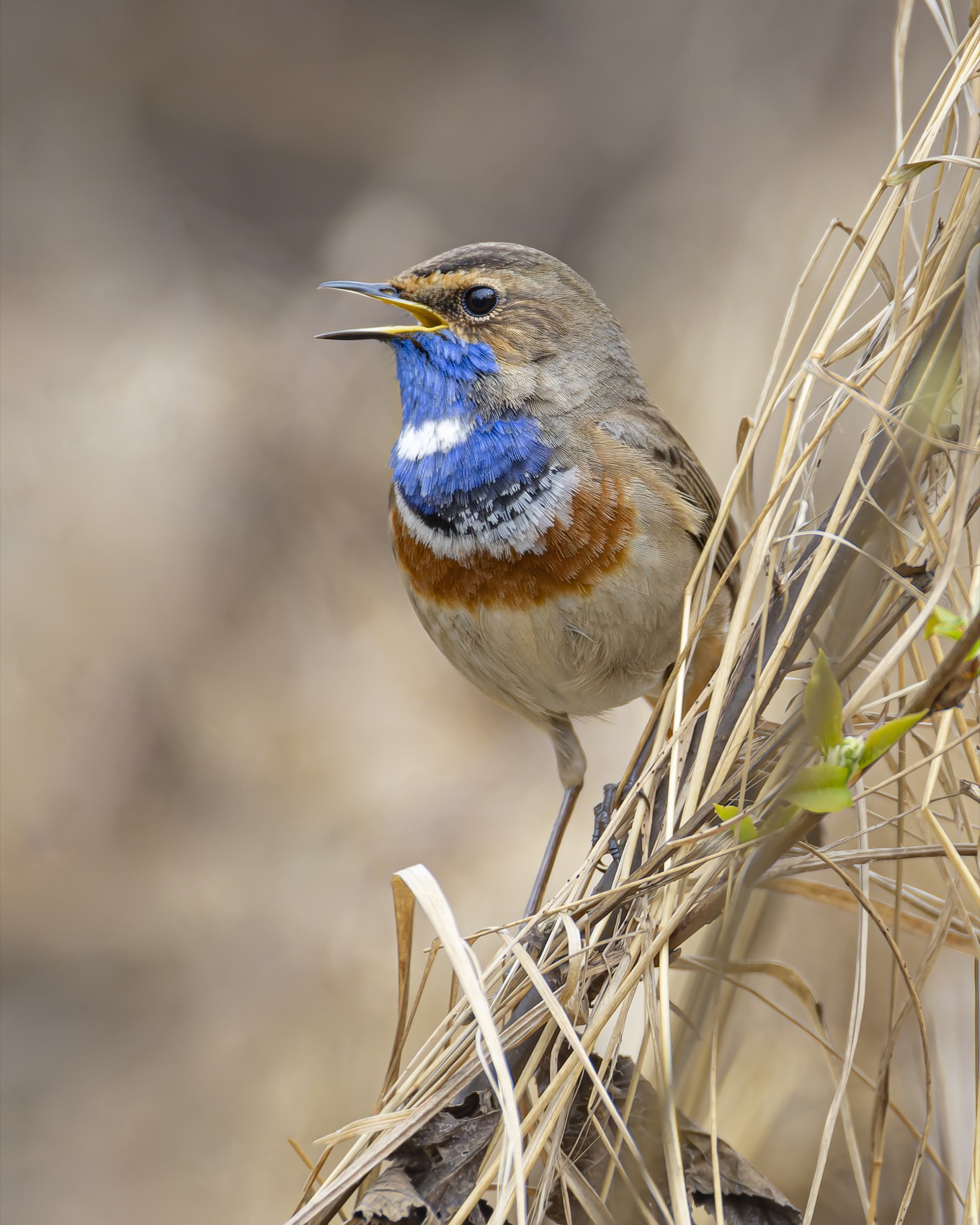 варакушка, птицы, Руслан Pl