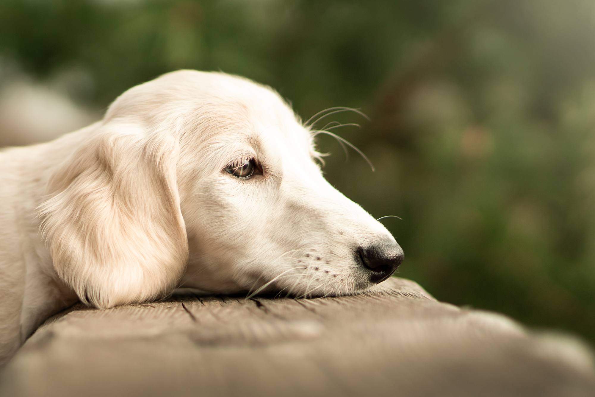 , Гречаная Мария