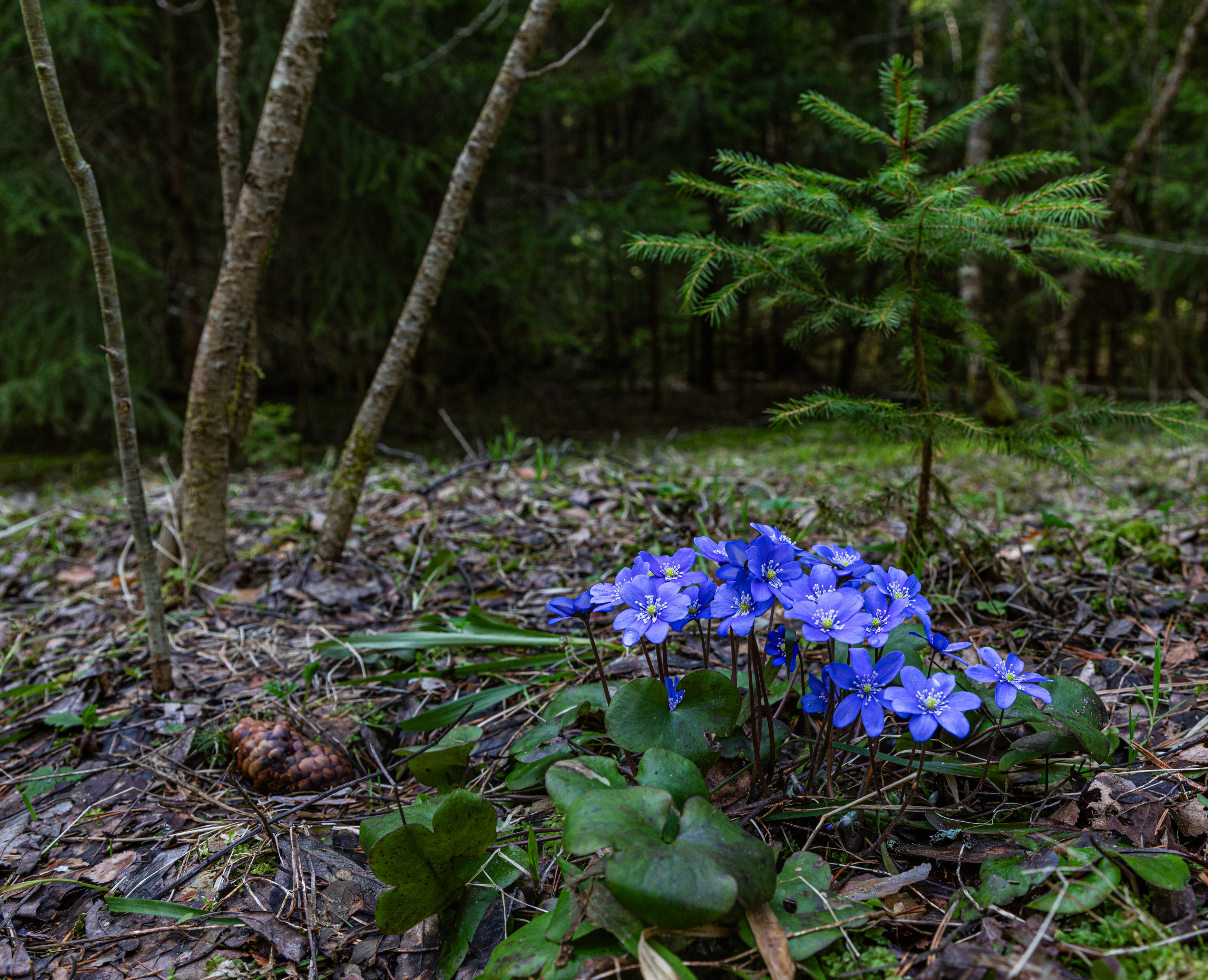 Весна, Цветы, Букет, печеночница, Сергей Петров