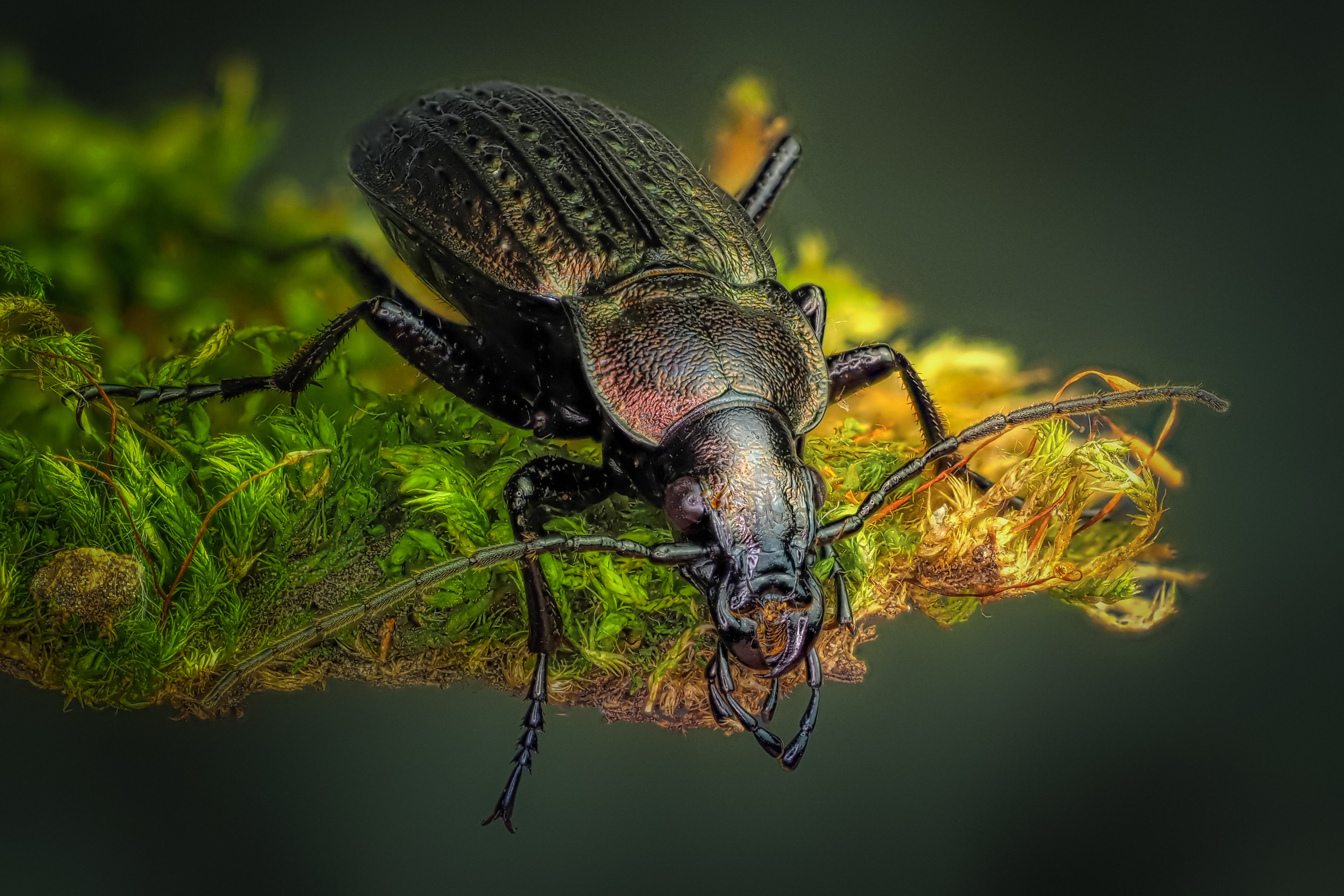 , Олег Савицкий