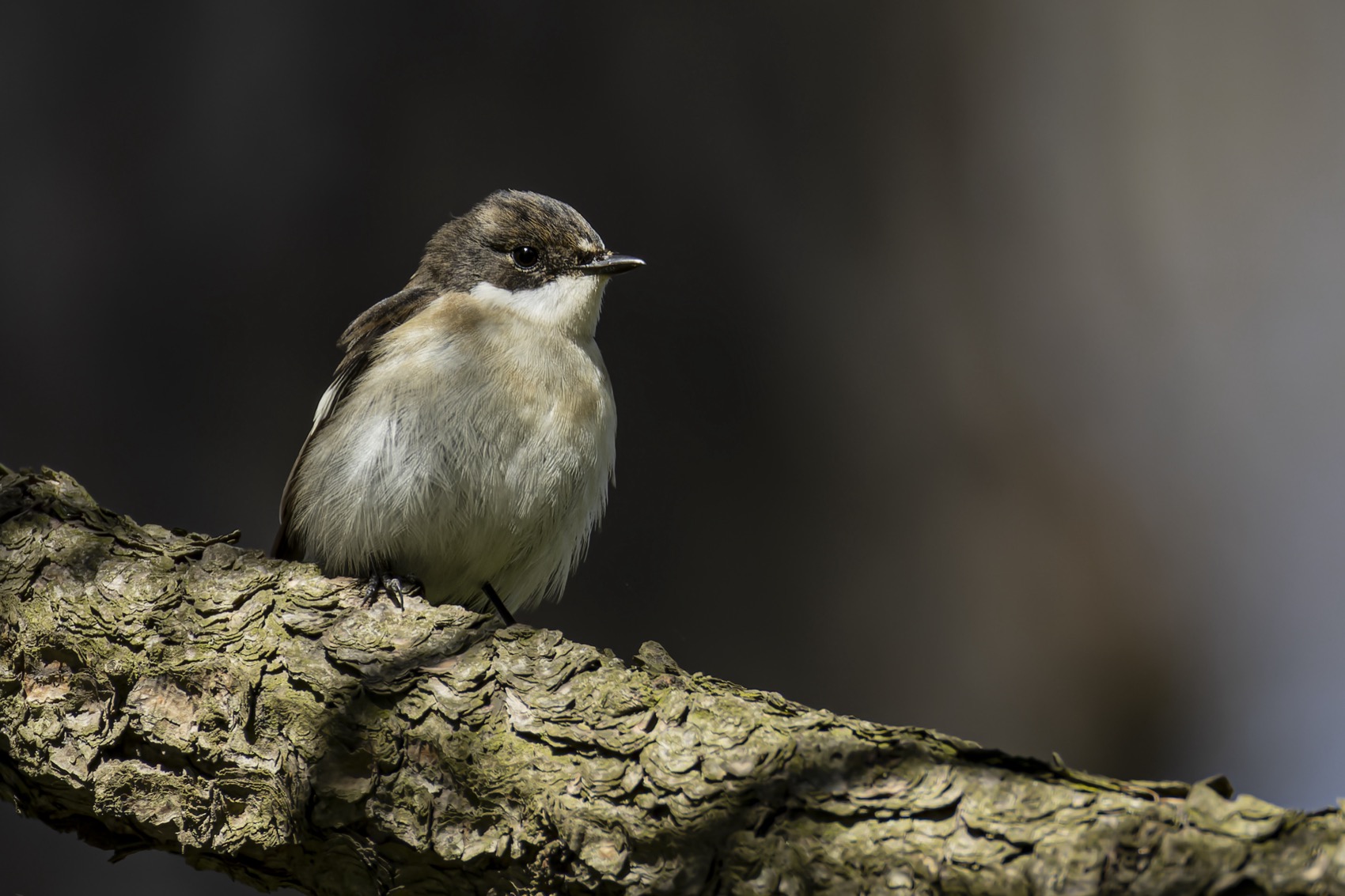 мухоловка пеструшка, мухоловка,  пеструшка, птицы, Руслан Pl