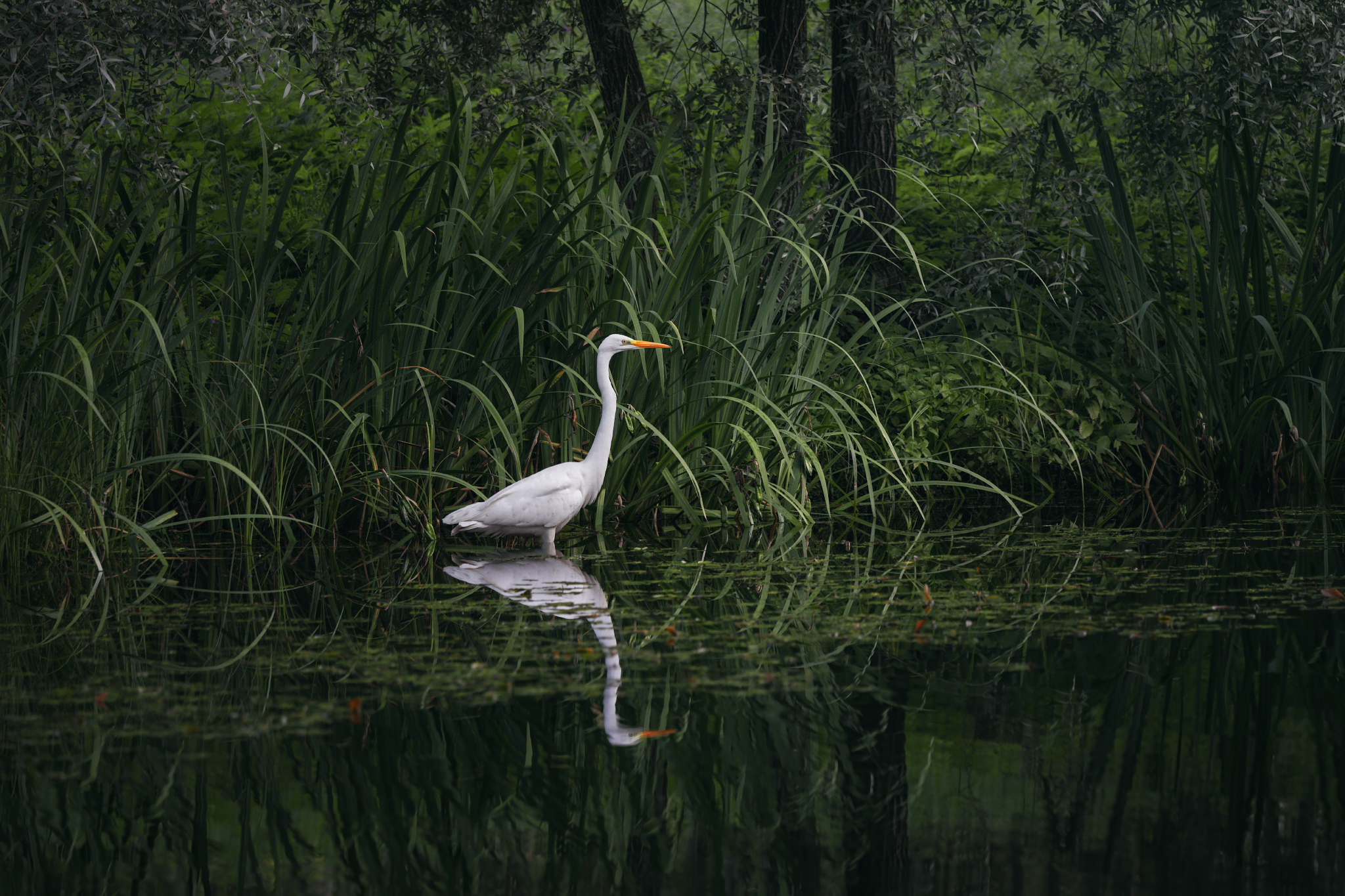 nature, animal, outdoors, water, pond, egret, grass, green, reflection, bird, природа, птица, цапля, озеро, отражение, Андрей