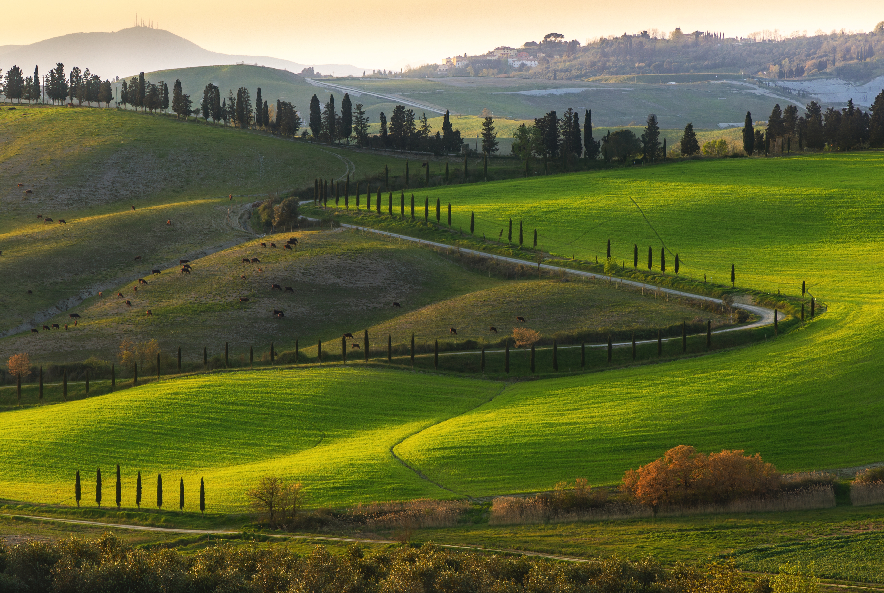 , Алекс Римский