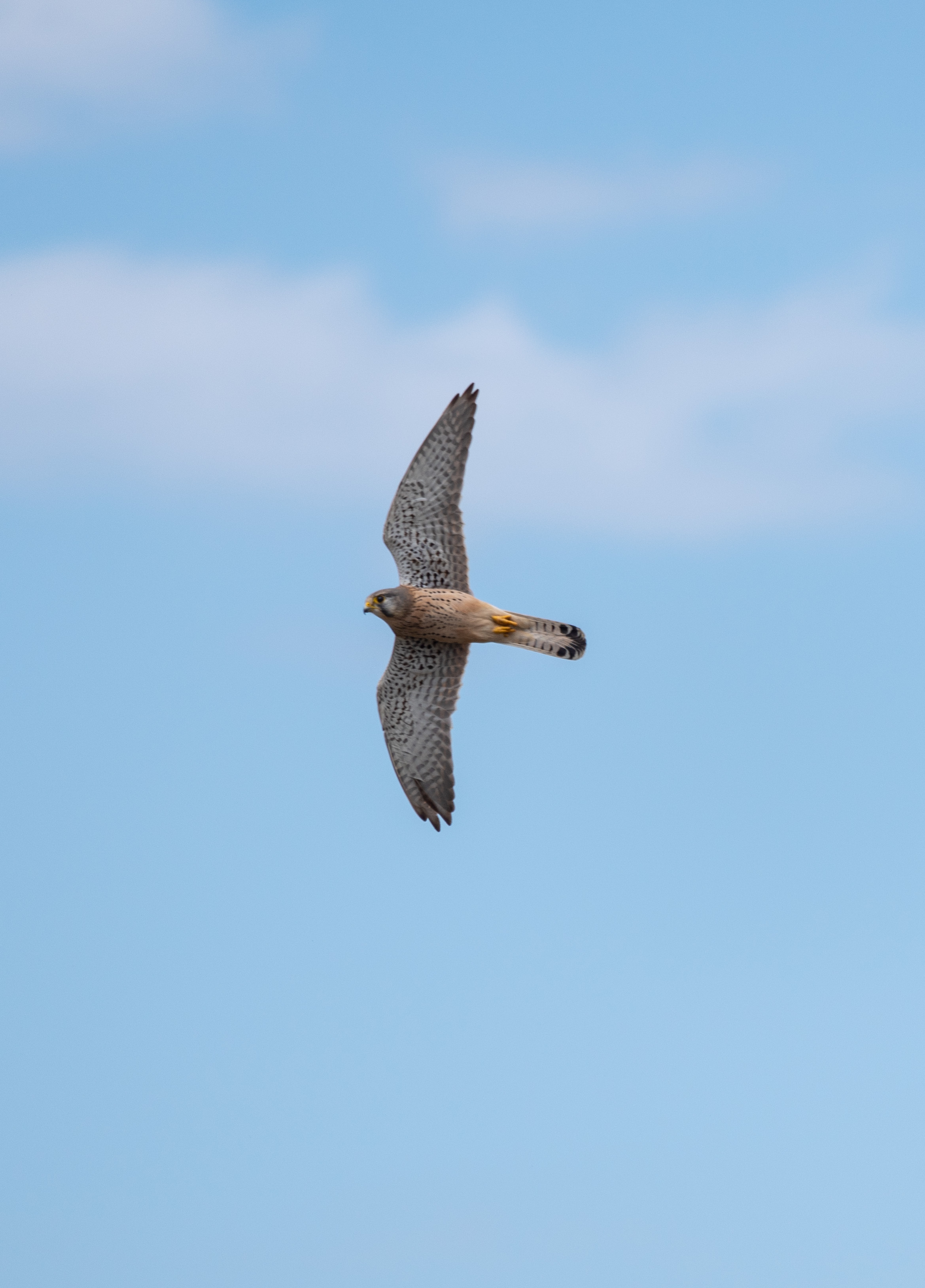 , Красников Андрей