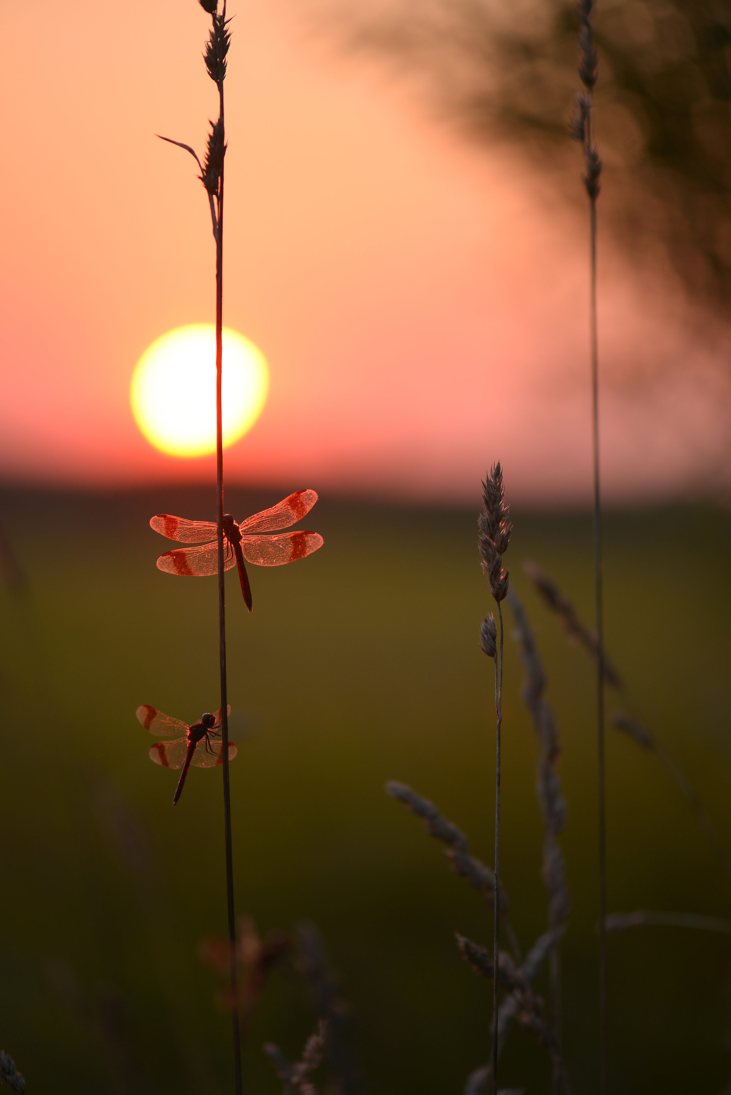 Стрекоза перевязанная, закат, Соварцева Ксения