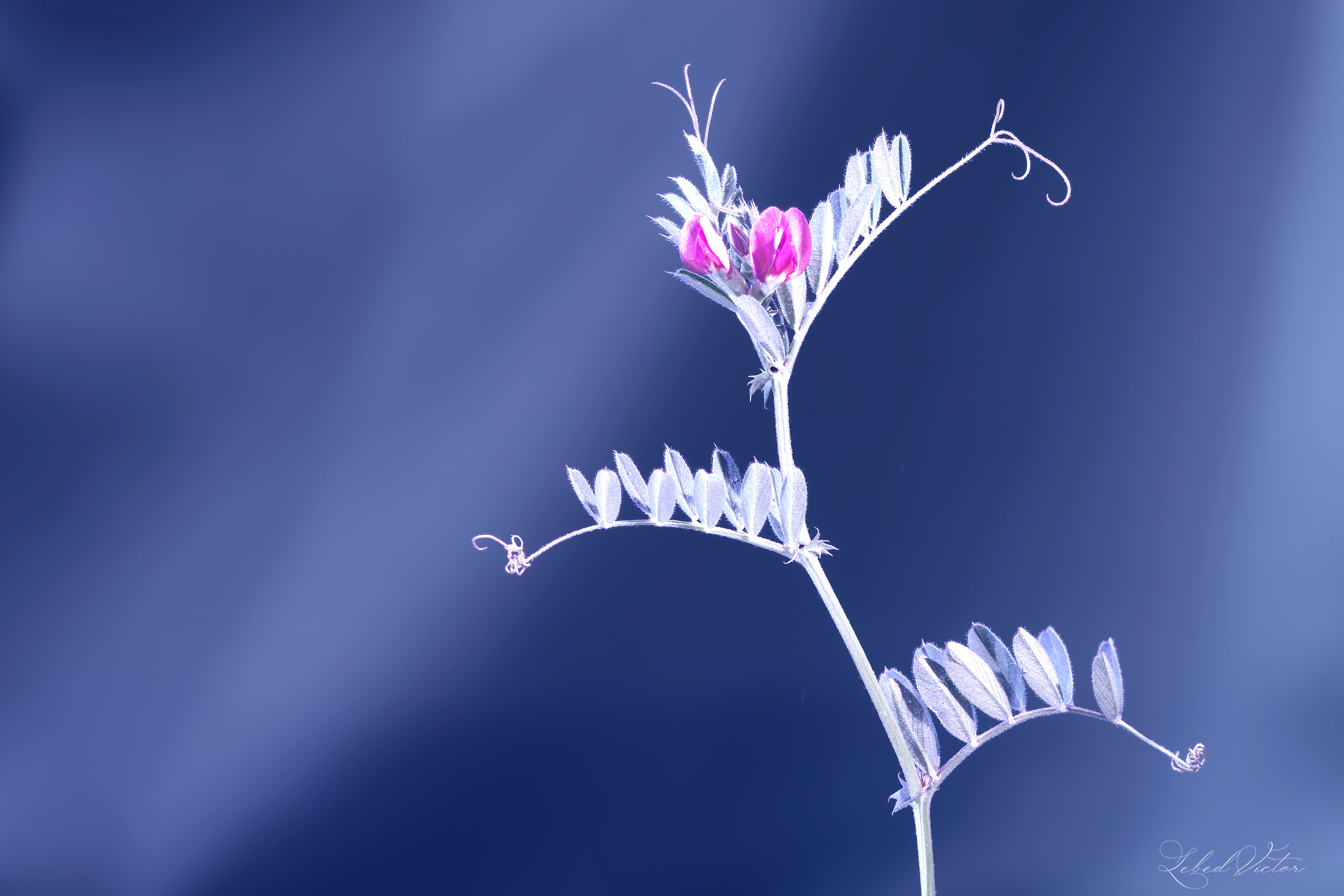 , Виктор Лебедь