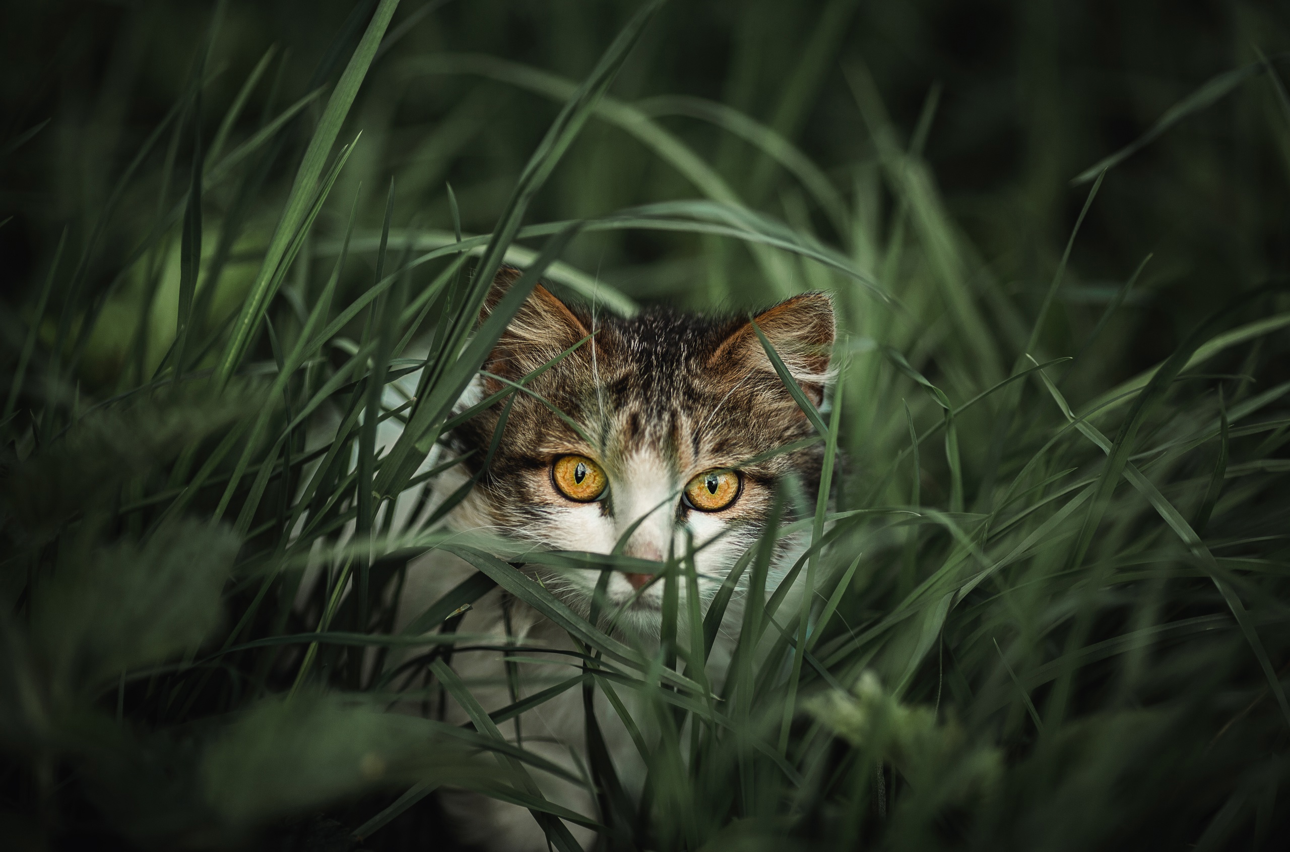 , Наталия Матвеева