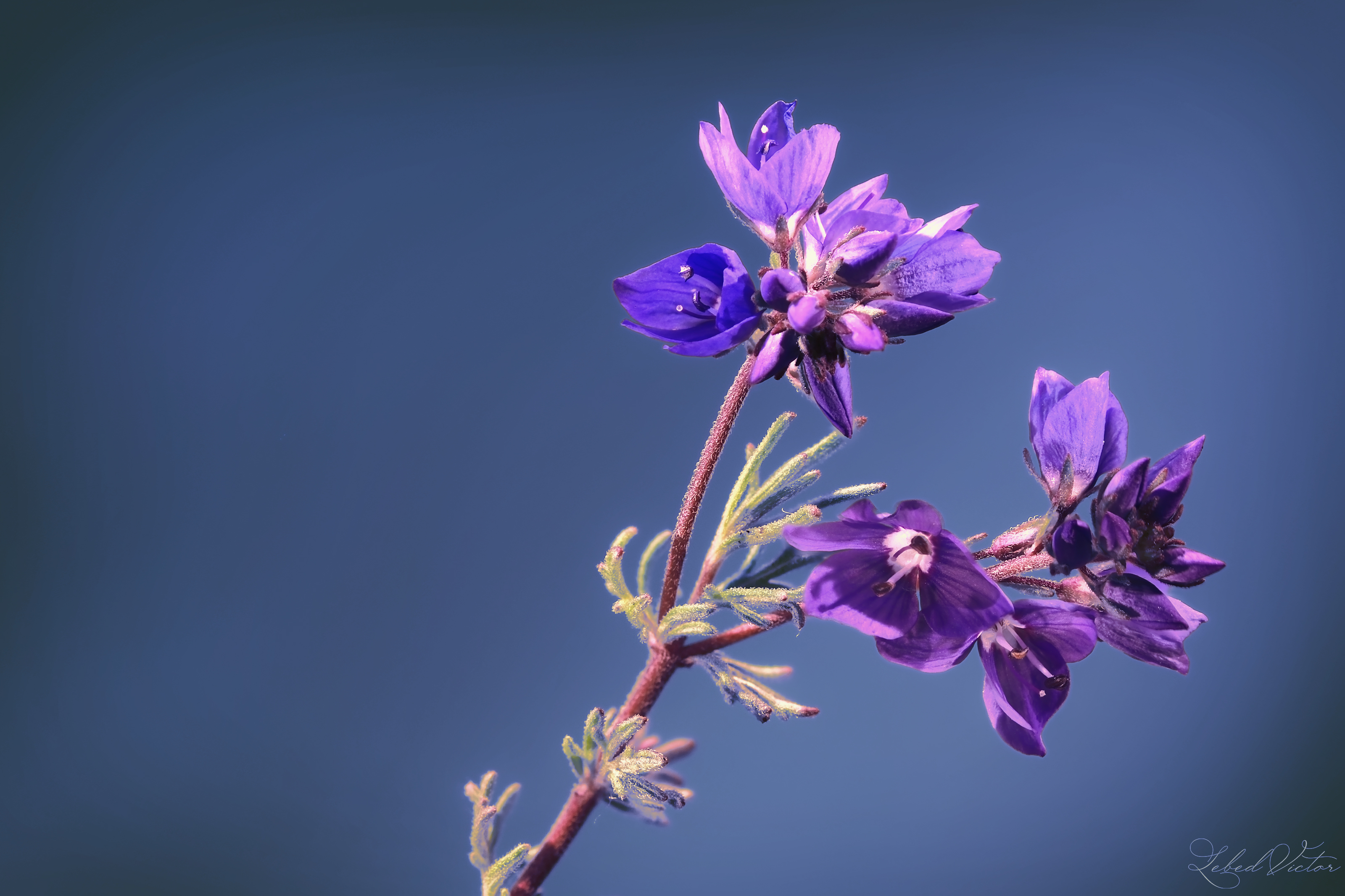 , Виктор Лебедь