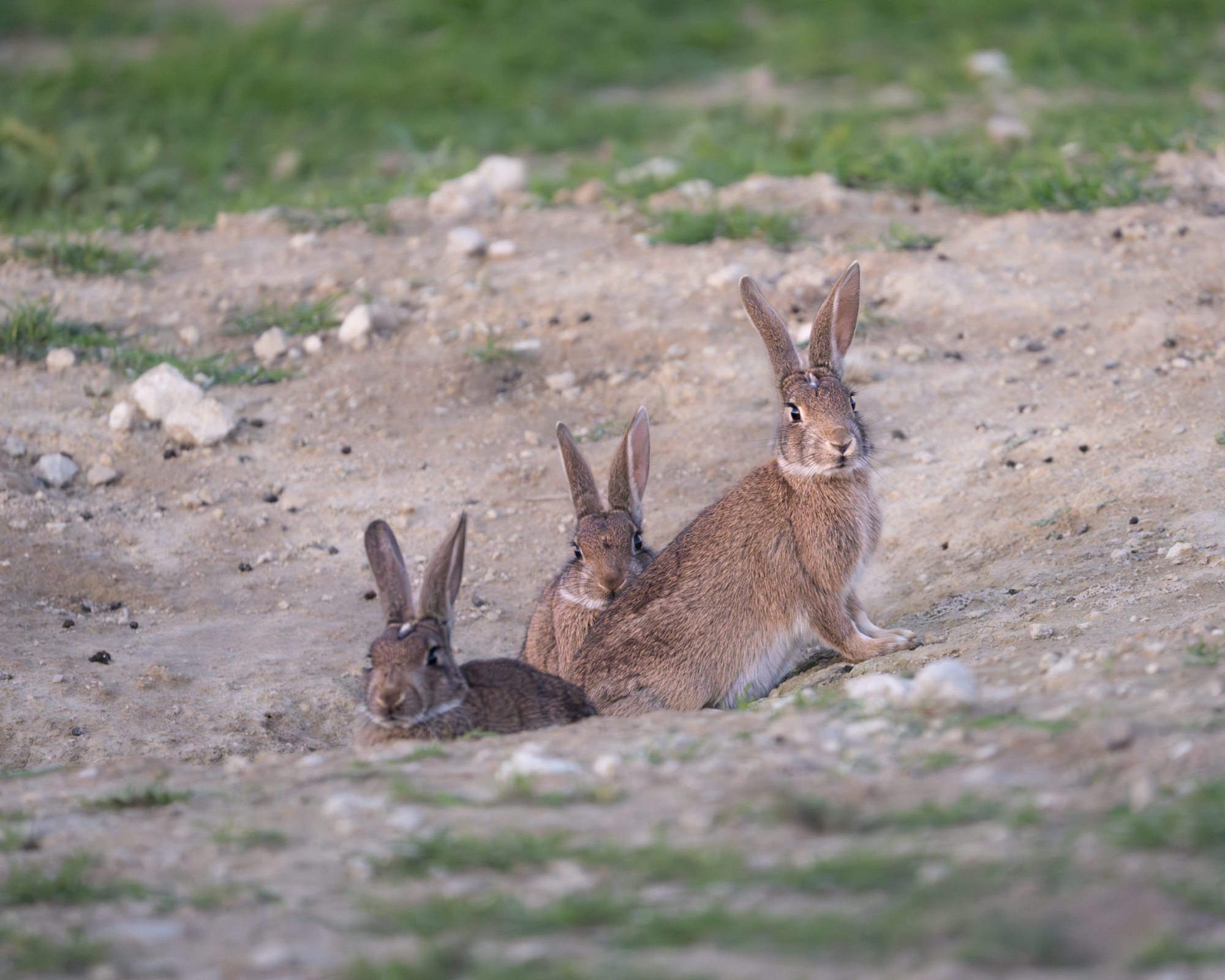 зайц, кролики, hare, rabbits, Оксана Дорн