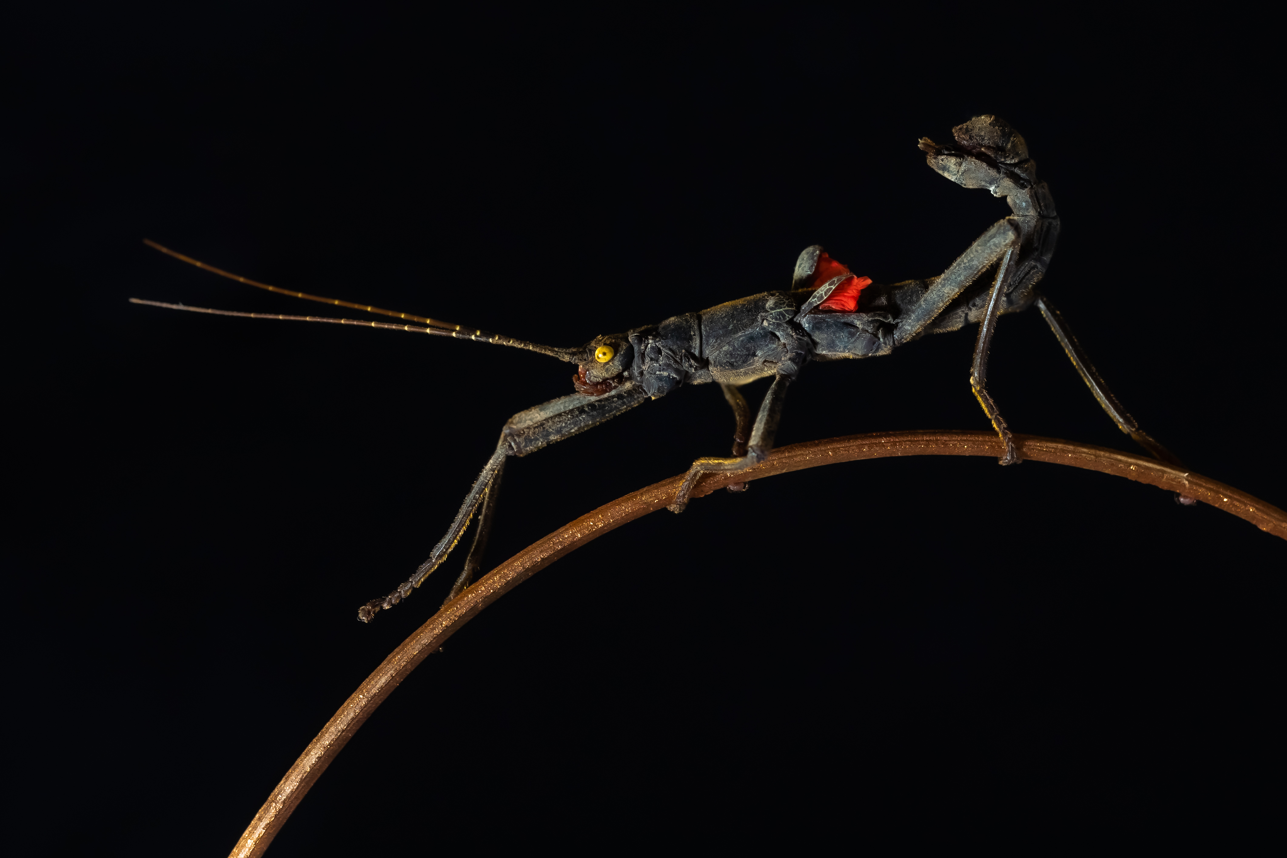 , Олег Савицкий