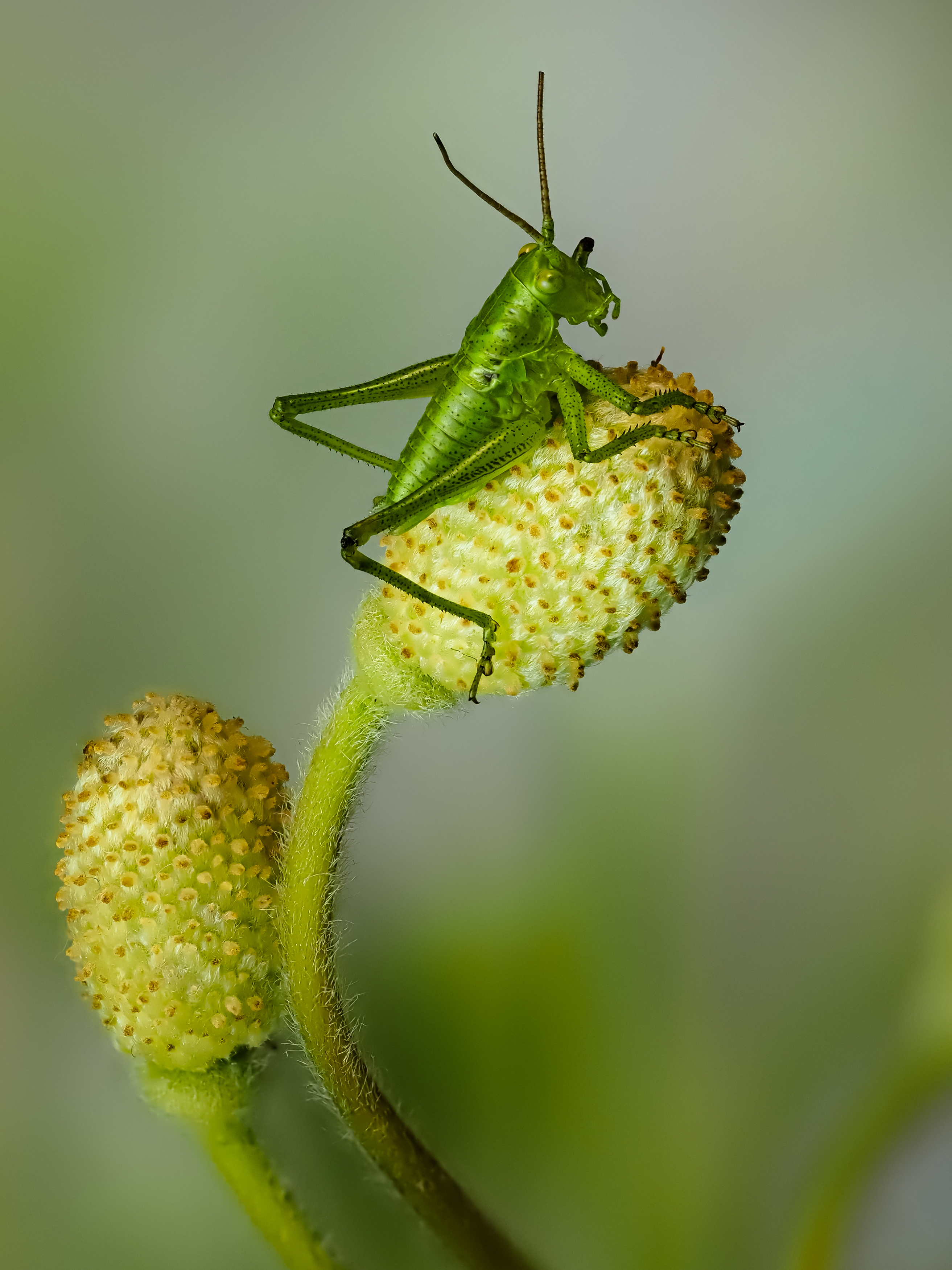 , Олег Савицкий