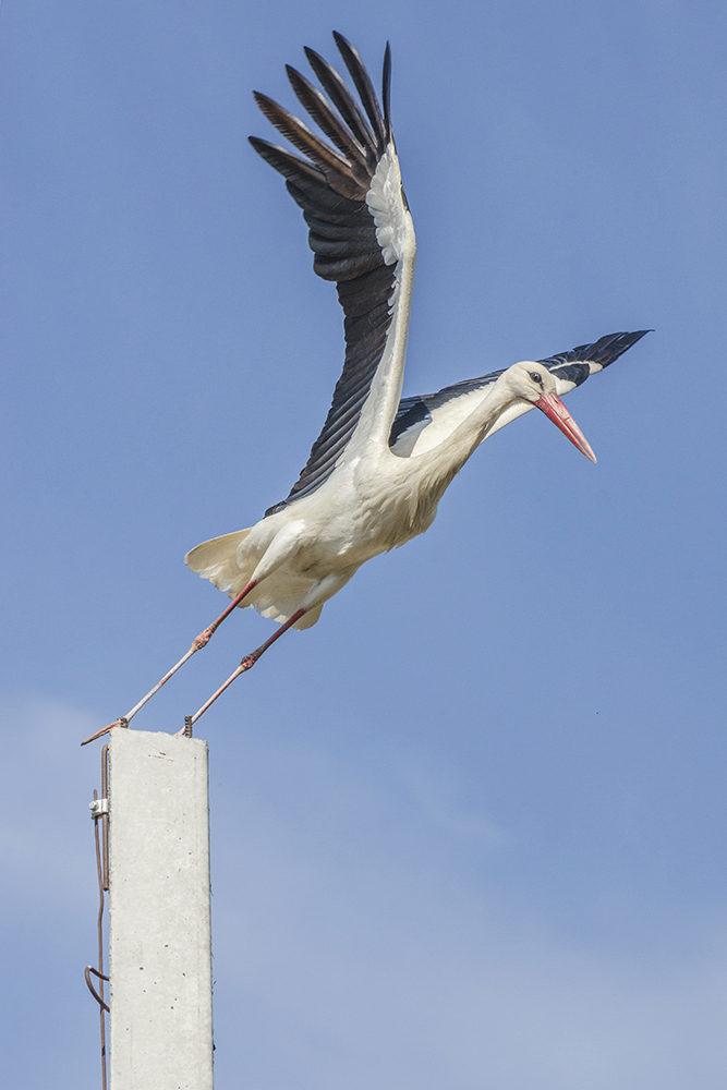 птица, белый аист, Михаил Агеев