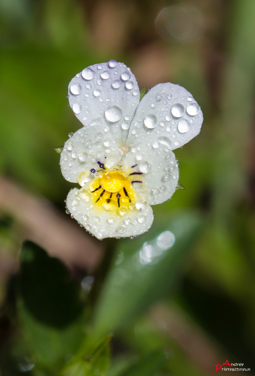 , Andrey Pristyazhnyuk