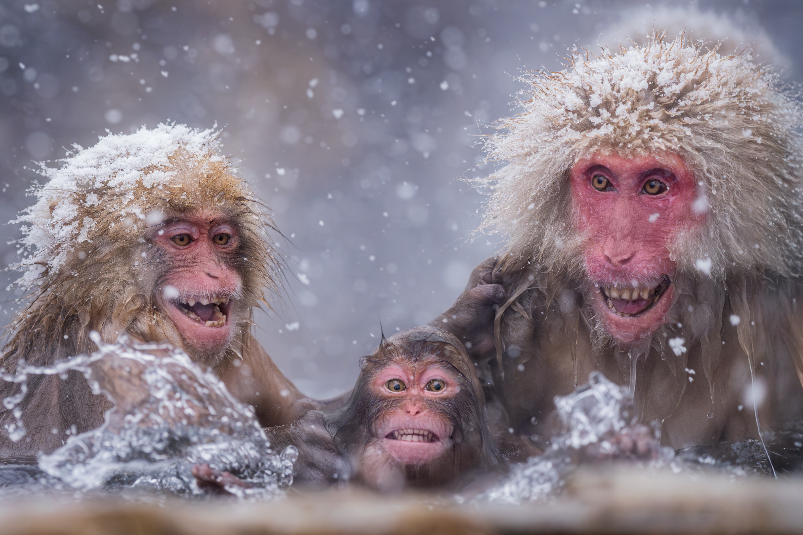 snowmonkeydivingschool; jigokudani; hellsvalley; toughlove; monkeyparenting; sendhelp; japan; honshu; hokkaido; winter; snow; photographyworkshop; japanesemacaques; snowmonkeys; blakistonsfishowl; tancho; redcrownedcrane; tsuruiitosanctuary; stellersseaea, Майк Рейфман